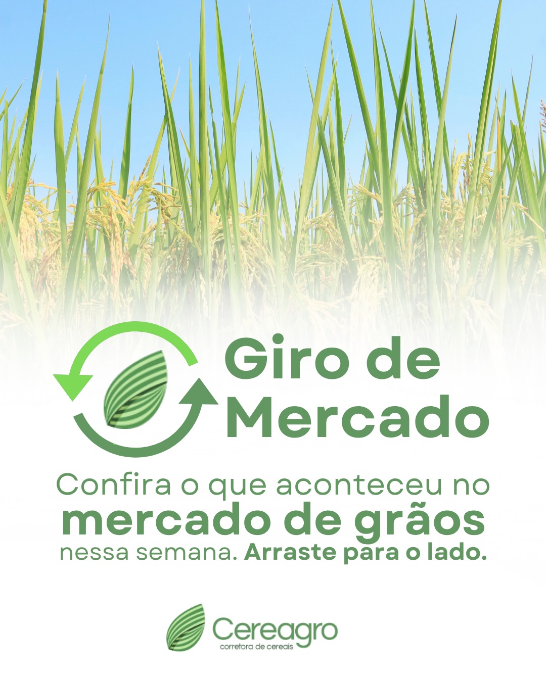 A semana foi marcada por um cenário de transição entre a consolidação da safra e a influência do mercado externo. Arraste para o lado e confira.