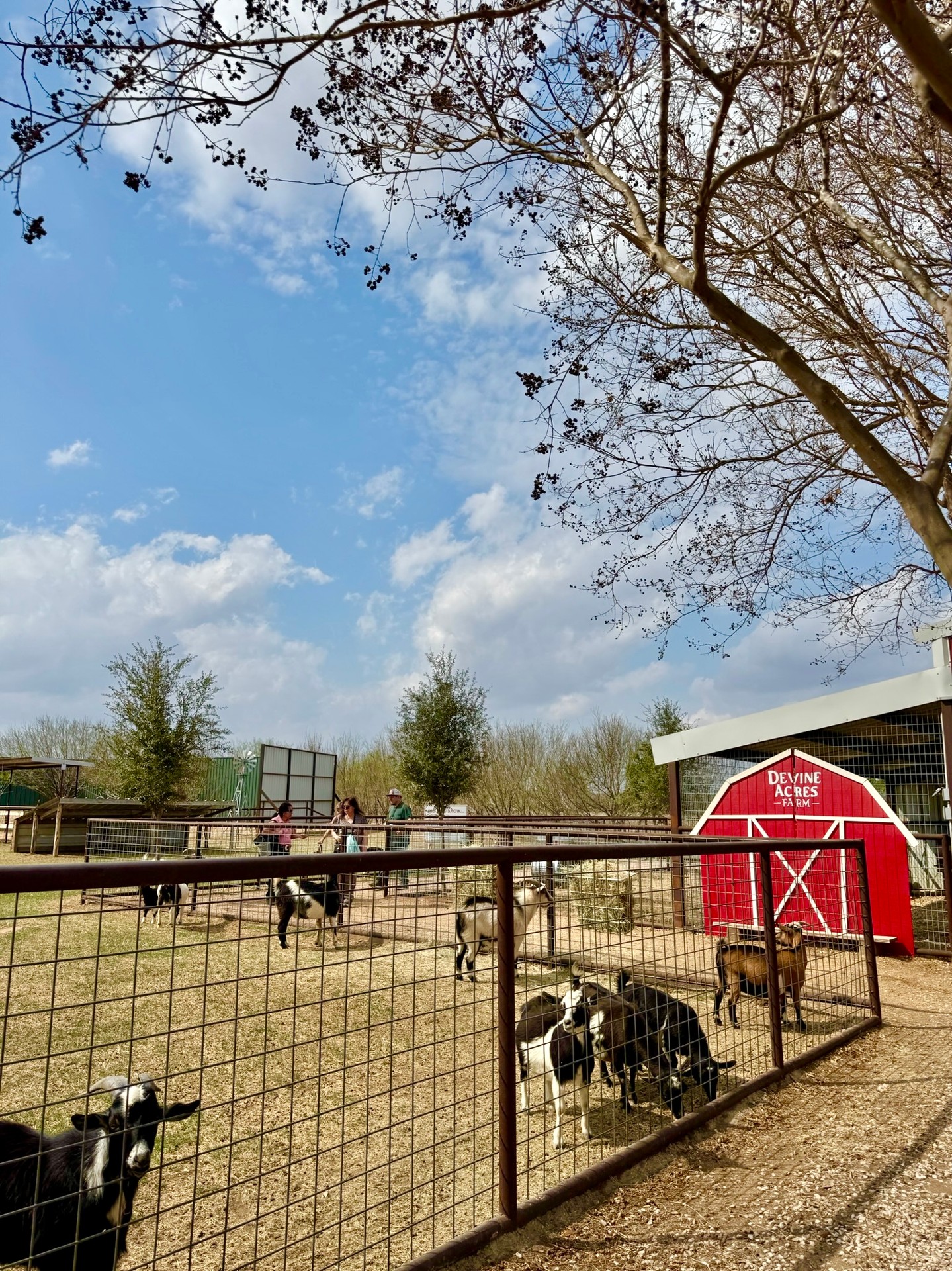 HOMESCHOOL DAY IS TOMORROW! ๐ฑ๐๐ฎ Come on out and join us at Devine Acres Farm for our Spring Homeschool Day tomorrow, May 12th. Enjoy educational rotations at your own pace ๐ฃ๐ต๐, followed by lunch ๐ฅช (bring your own or $10 for sandwich & chip combos), and then an afternoon of play! ๐คธโโ๏ธ๐
โ๏ธ Weather for tomorrow looks GREAT! The farm is nice & green, and our grounds are ready for y'all!
๐๏ธ General Admission required for ages 3 & above (tickets sold at the gate only)!
๐ 10am-2pm (ticket sales open at 9am)
๐ 944 FM 2200 W Devine, TX