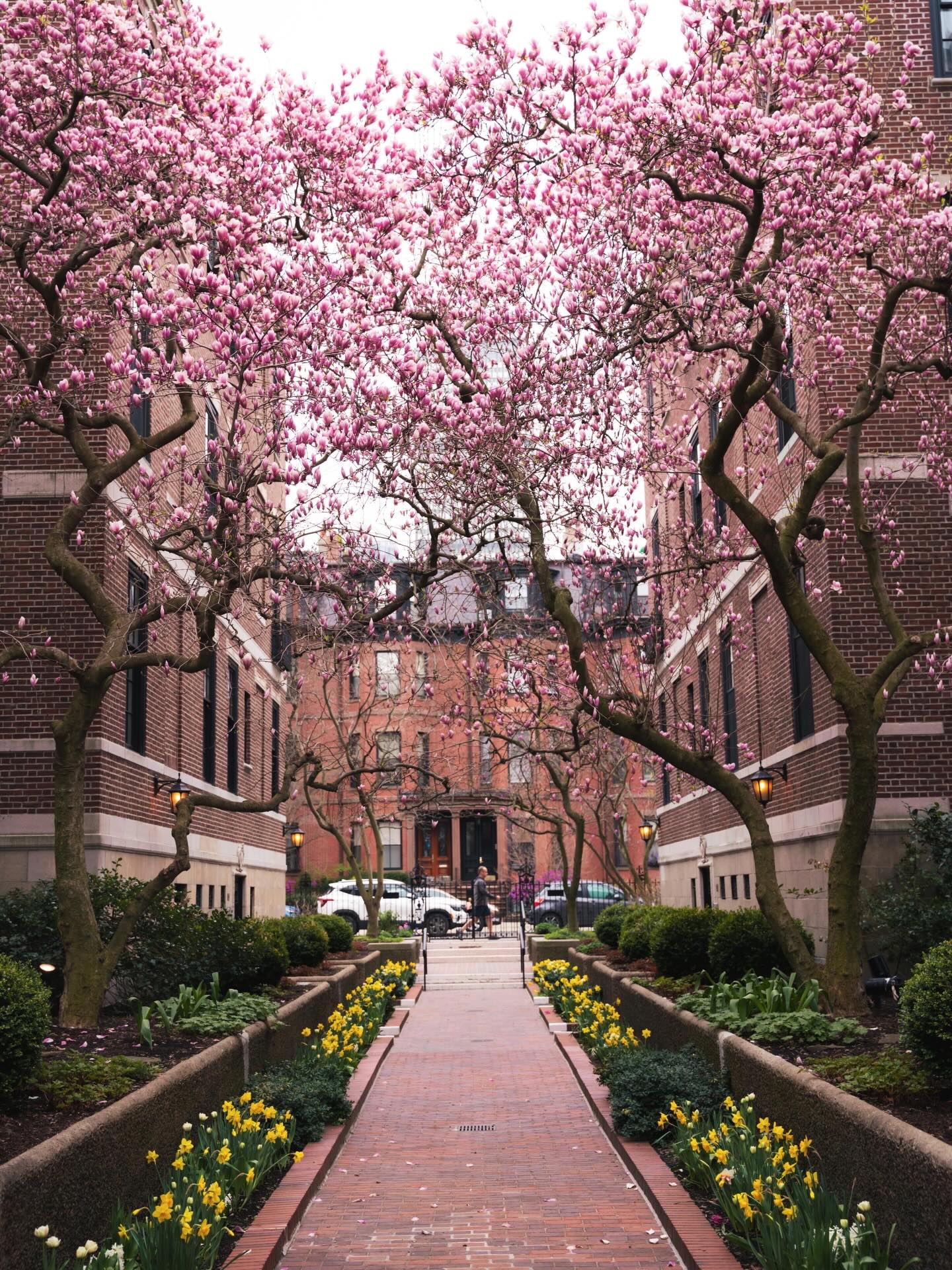 Spring in full bloom 🌷
📷: @brianmcw