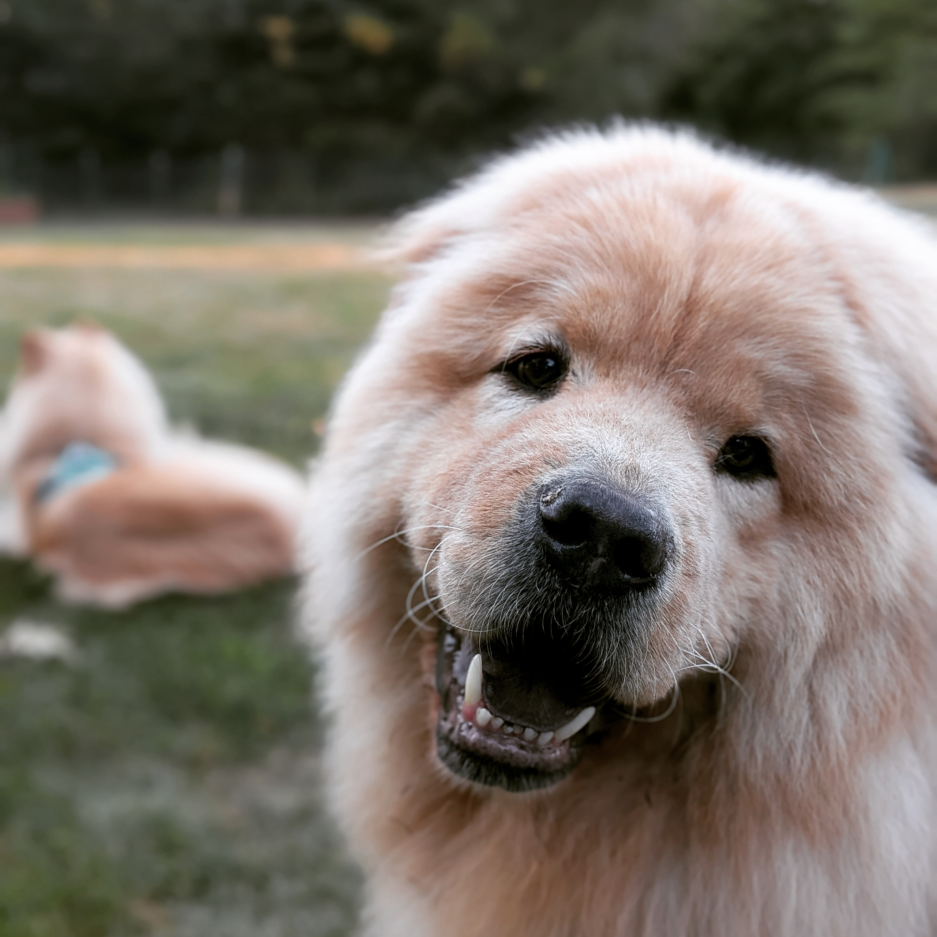 Chow Chow approval is not handed out casually. These two gave me the green light faster than expected, and yes — I took that personally. In the best way.
Pet care is not just feeding and walking. It is earning trust, respecting boundaries, and keeping the routine steady while owners are away.
#trustedpetsitter #chowchowdogs #mainepets #downeastmaine #piqueweekenders
