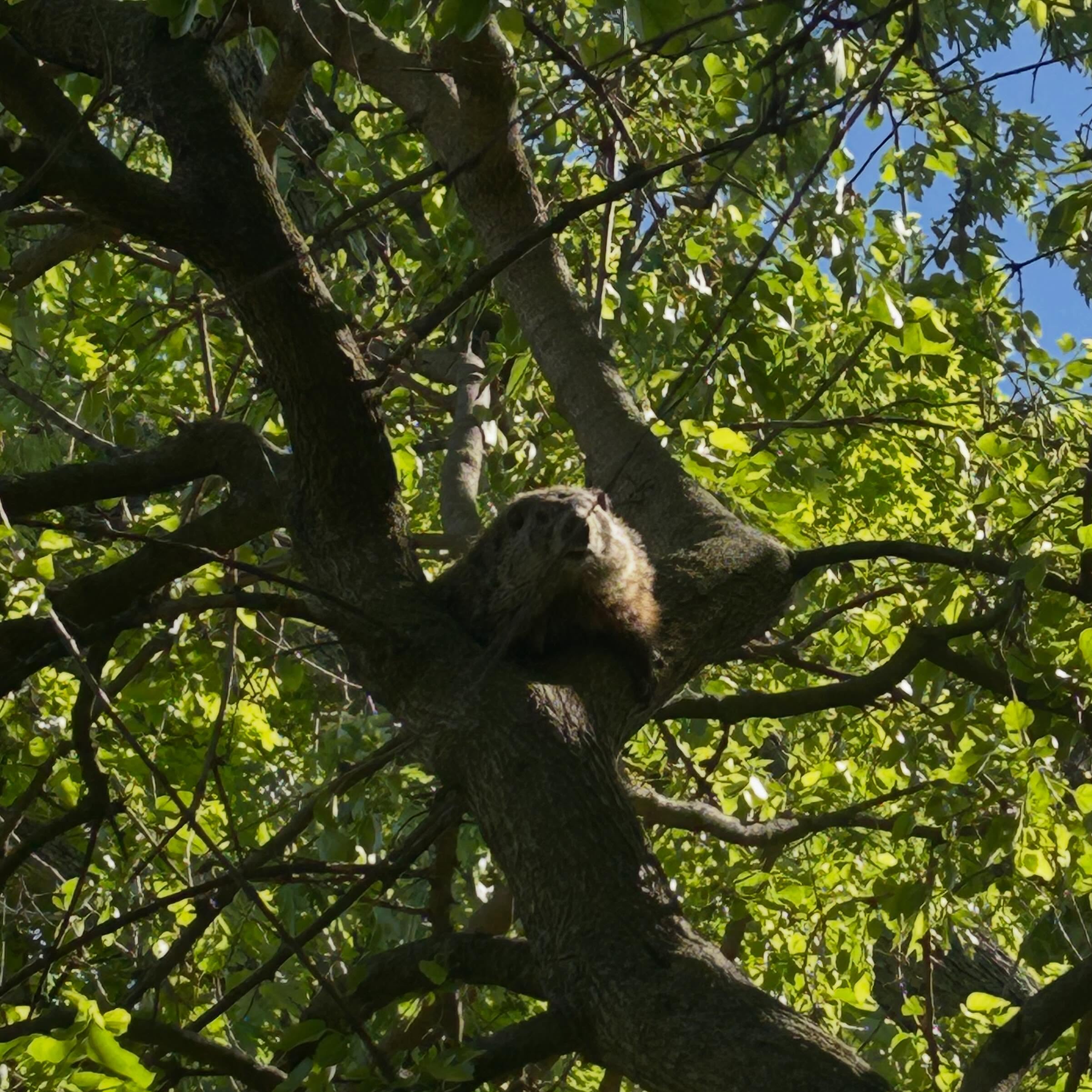 There is pie @bexley_natural_market and @winchesterfarmexchange! 🥧💕
While contemplating the fate of humanity yesterday, I stumbled upon this cute little groundhog in a tree.
Tomorrow I’m @commongreens_clintonville for the last time until July; hope you can make it! ❤️