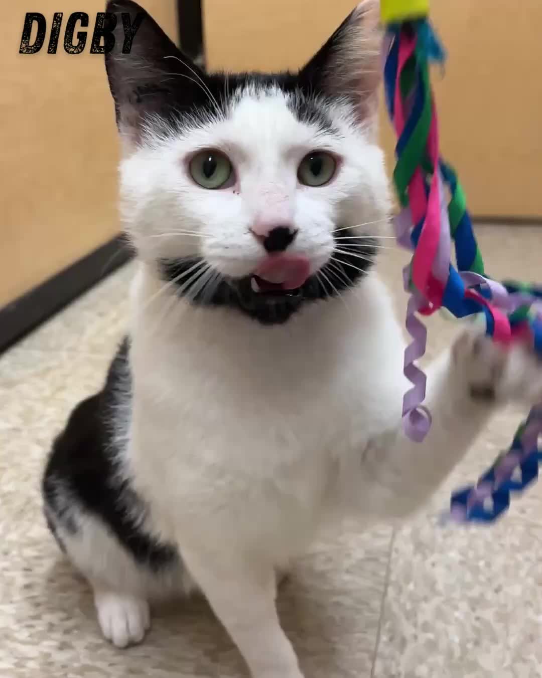 Digby has been #ADOPTED from PetSmart, Nanaimo