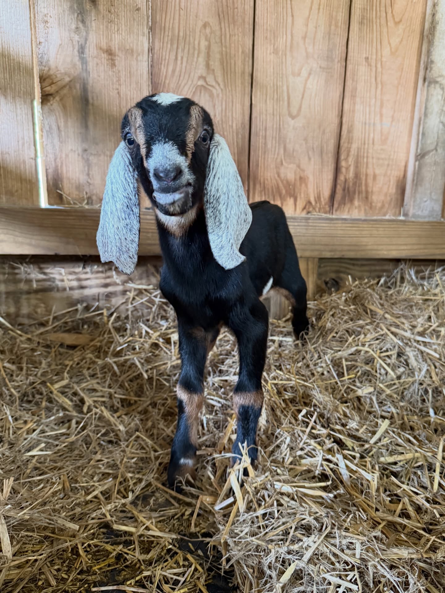 Baby #3 this season. The only goat. Born Monday. Holly didn’t get pregnant, and Hope had just one sweet little boy who looks just like his dad (last pic). So thankful I was home for this birth as she needed me to help. One leg was tucked back so I had to reach in and reposition him for birth. His fur is soft as velvet and he has a perfect little diamond on his side. Mama is doing great, but producing so much milk that I had to give her a little relief yesterday and take some.
This little dude will be disbudded and will be available to the right home, registered or unregistered when he is old enough to be weaned from mama.