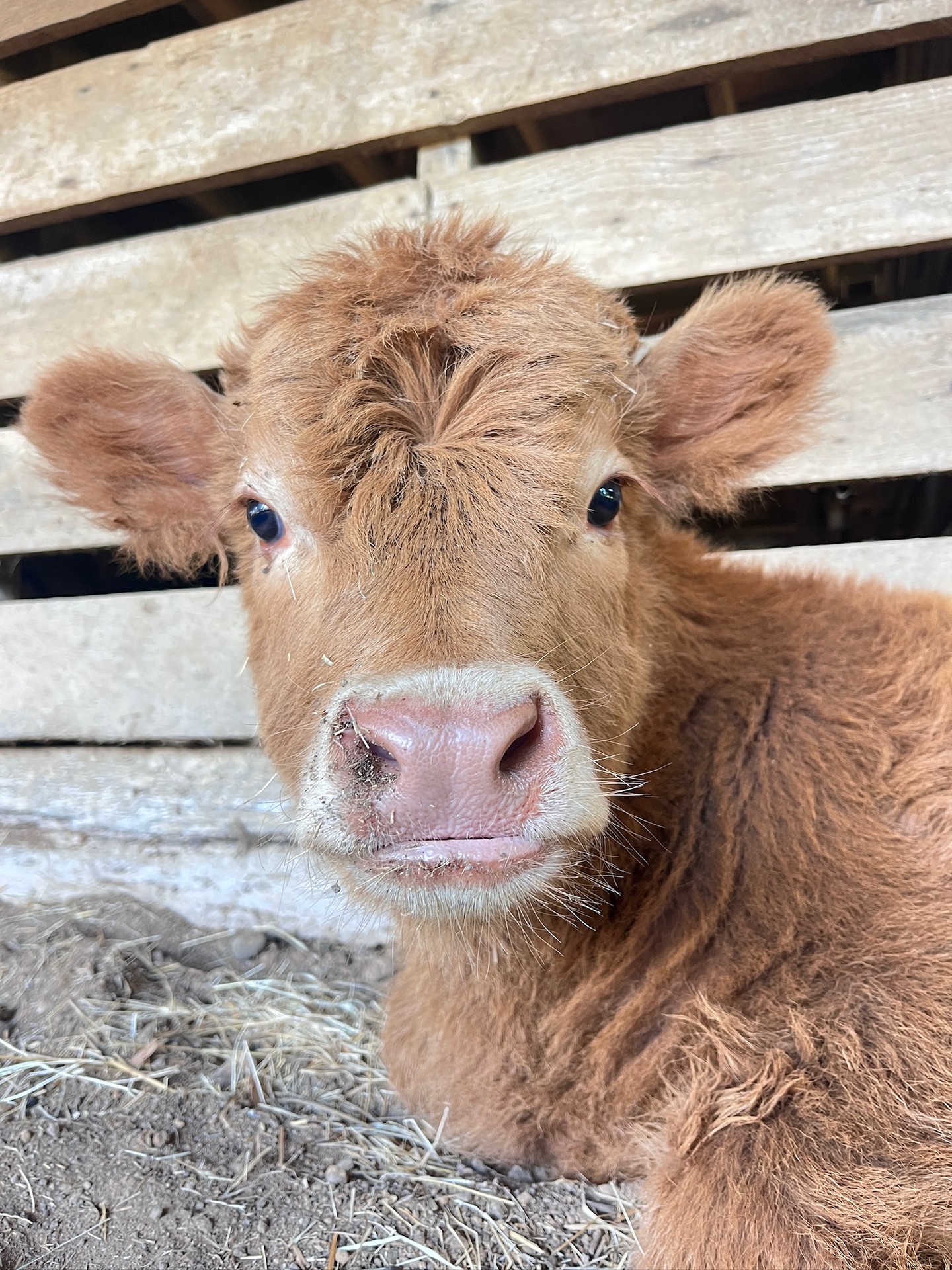 We just got our newest family members here at Donnell Century Farms, and we can't contain ourselves! Help us welcome these gorgeous Highland Cows to the farm by putting on your thinking cap...these two beauties need names and we would LOVE the help of our community.
Drop your name ideas below!! 🐮⬇️🤎
Bonus pics of our farm kittens too, of course!