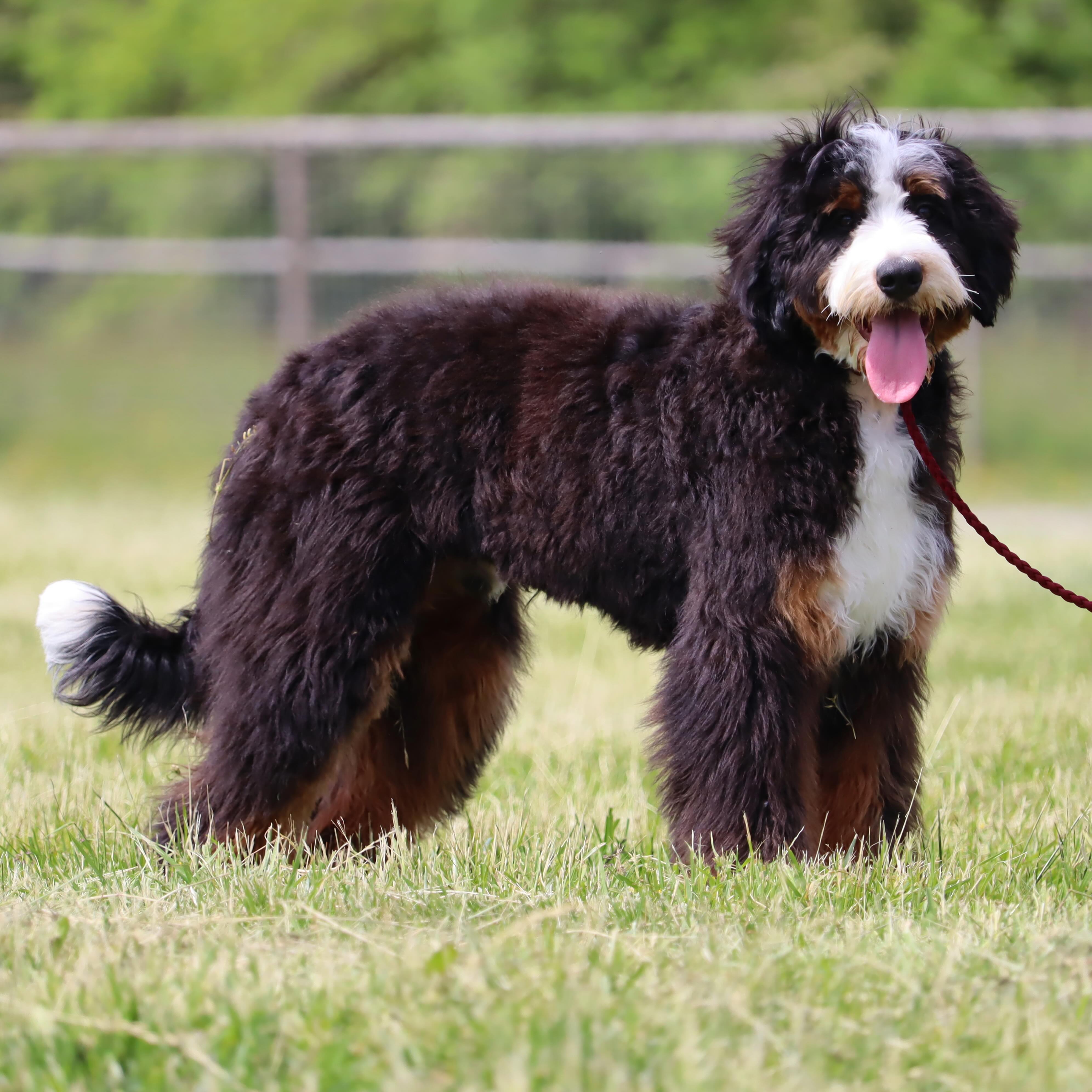 Www.LKBernedoodles.com #LKBernedoodles #bernedoodle #bernedoodlesofinsta #bernedoodledaily