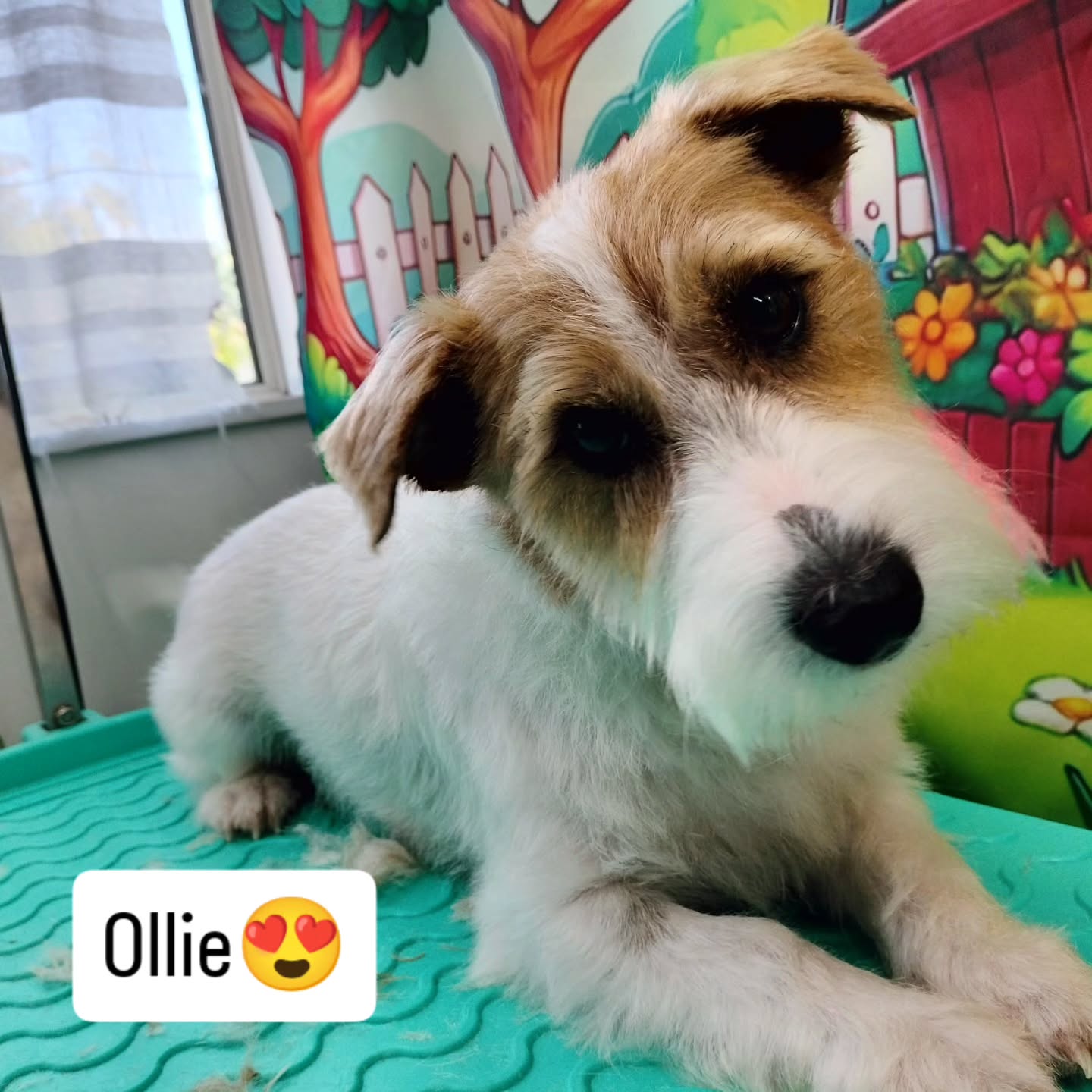 Handsome boy Ollie after his groom last week.
Isn't he just adorable đ
#fresh #groom #terrier