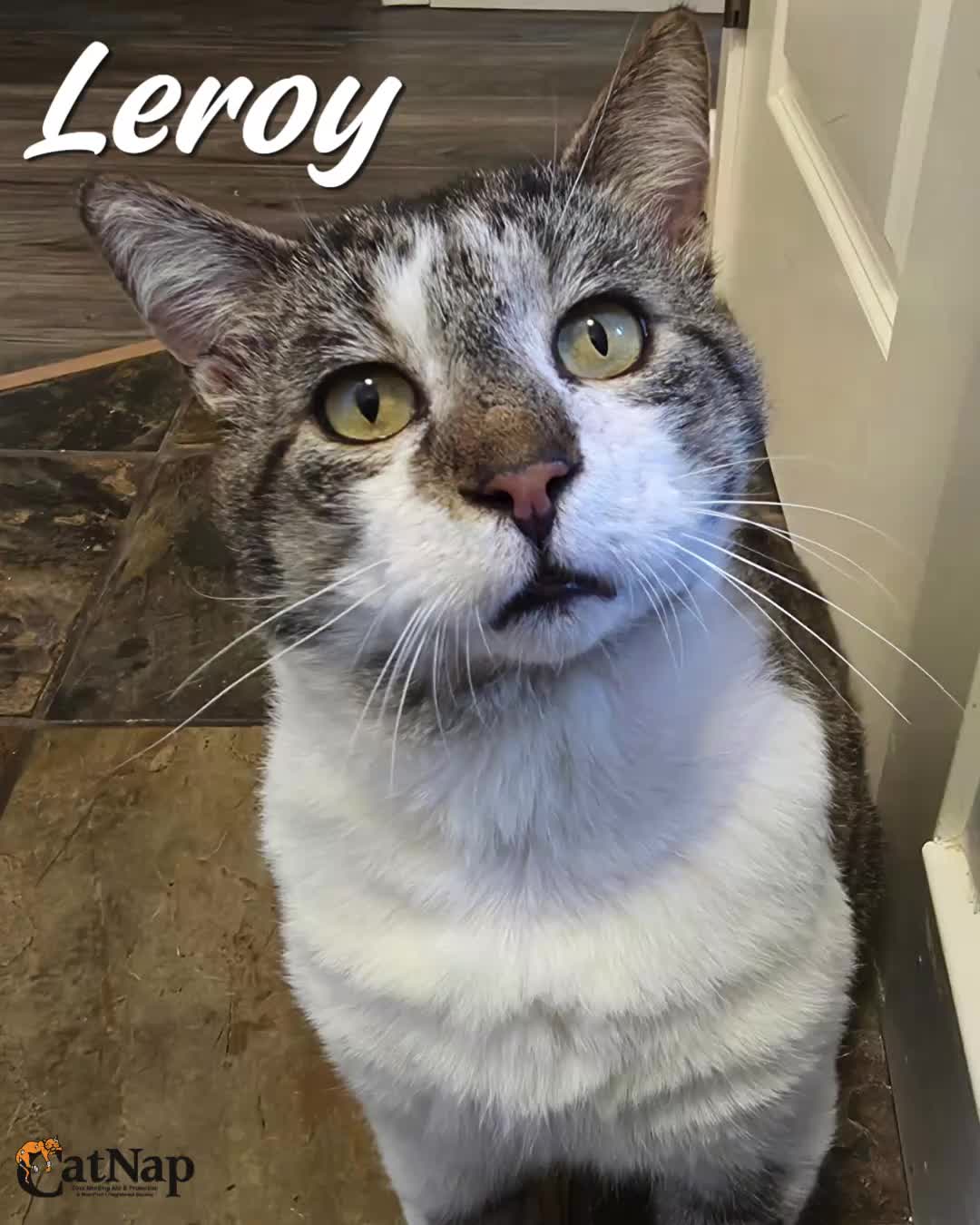 Leroy is #ADOPTABLE from his foster home.
Email adoptions@catnapsociety.com to apply for & meet Leroy
Male, domestic short hair, brown tabby w/ white
Leroy is a handsome, sweet, gentle giant with an easy-going personality that shines through shortly after meeting him. He has welcomed plenty of visitors while in foster care and has happily soaked up all the attention and affection.
This lovable boy absolutely adores being brushed and petted, but his favourite thing of all is simply being close to his people. After a good brushing session or some well-deserved pets, Leroy is perfectly content to settle down nearby and relax.
Leroy has been learning his manners quickly with positive reinforcement and rewards. He is incredibly treat motivated — especially when licky tube treats or Temptations are involved! Treats are definitely the fastest way to win his heart and grab his attention.
As his confidence grows, Leroy has started to enjoy playtime too. He loves chasing treats and is beginning to discover the fun of wand toys, springs, and balls. While he’s curious and confident exploring new rooms and toys, he was admittedly a little unsure about the stuffed penguin he was gifted!
Although Leroy is not currently a fan of being picked up, it’s believed that with time, patience, and trust in his forever home, he may become more comfortable with it.
This gentle giant is looking for a loving home where he can continue building confidence, enjoy plenty of affection, and stay close to the people he loves most.
To help Leroy settle into a new space, we recommend starting him off in a smaller safe room so he can adjust gradually and feel safe. Reading the “Rule of Three” document included with the adoption resources will help you help Leroy settle in.
#Compatibility
Cats: Leroy has also shown positive behaviour during brief interactions with the resident cats and seems curious about them, suggesting he may do well with a calm feline companion
Dogs: Unknown, Leroy did not meet dogs while in CatNap’s care
Kids: The boisterous nature of young children would be too much for Leroy. He would prefer older cat savvy children/ teens or an adult only home.
see comments.