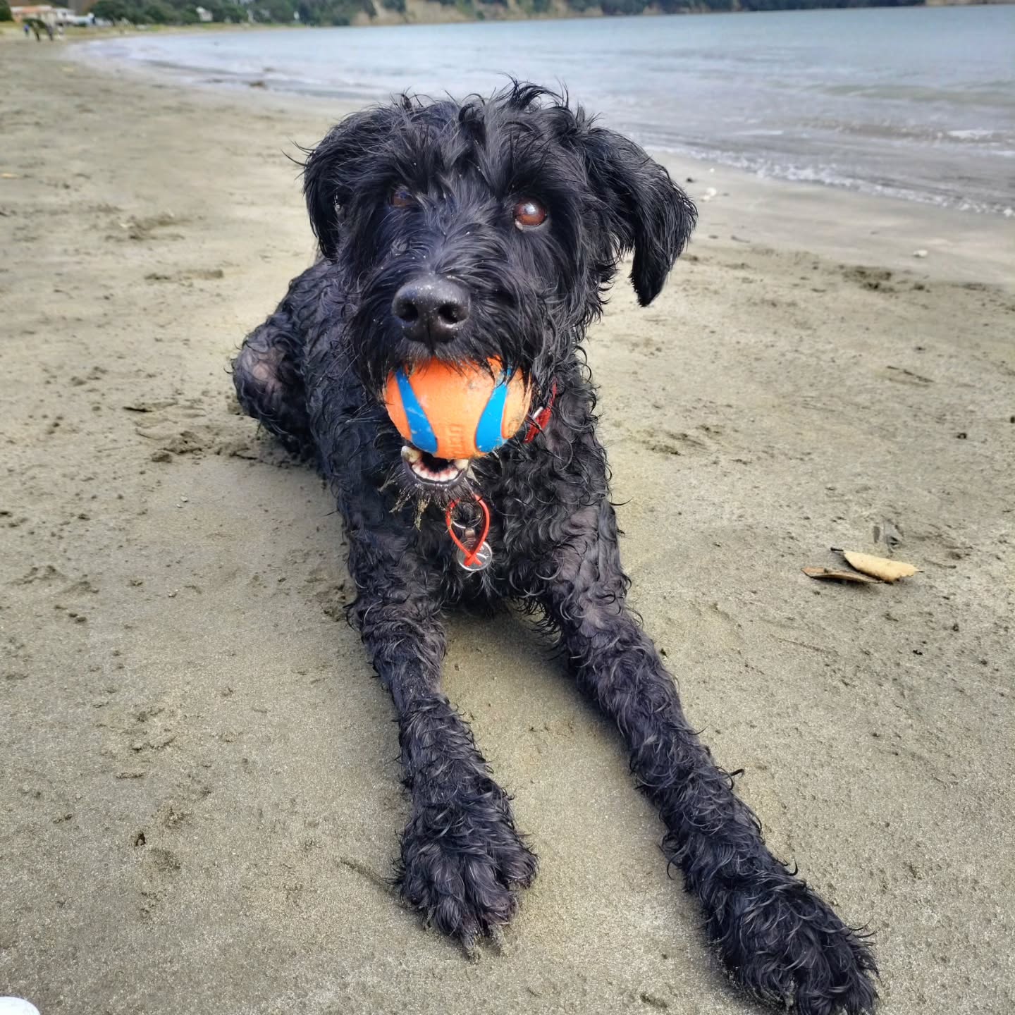 Omg Toby, you are such a cute goofball, you have been so well behaved and we are absolutely enjoying having you back with us. Love these photos đ„°
#schnauzer #beach #walks #happy
