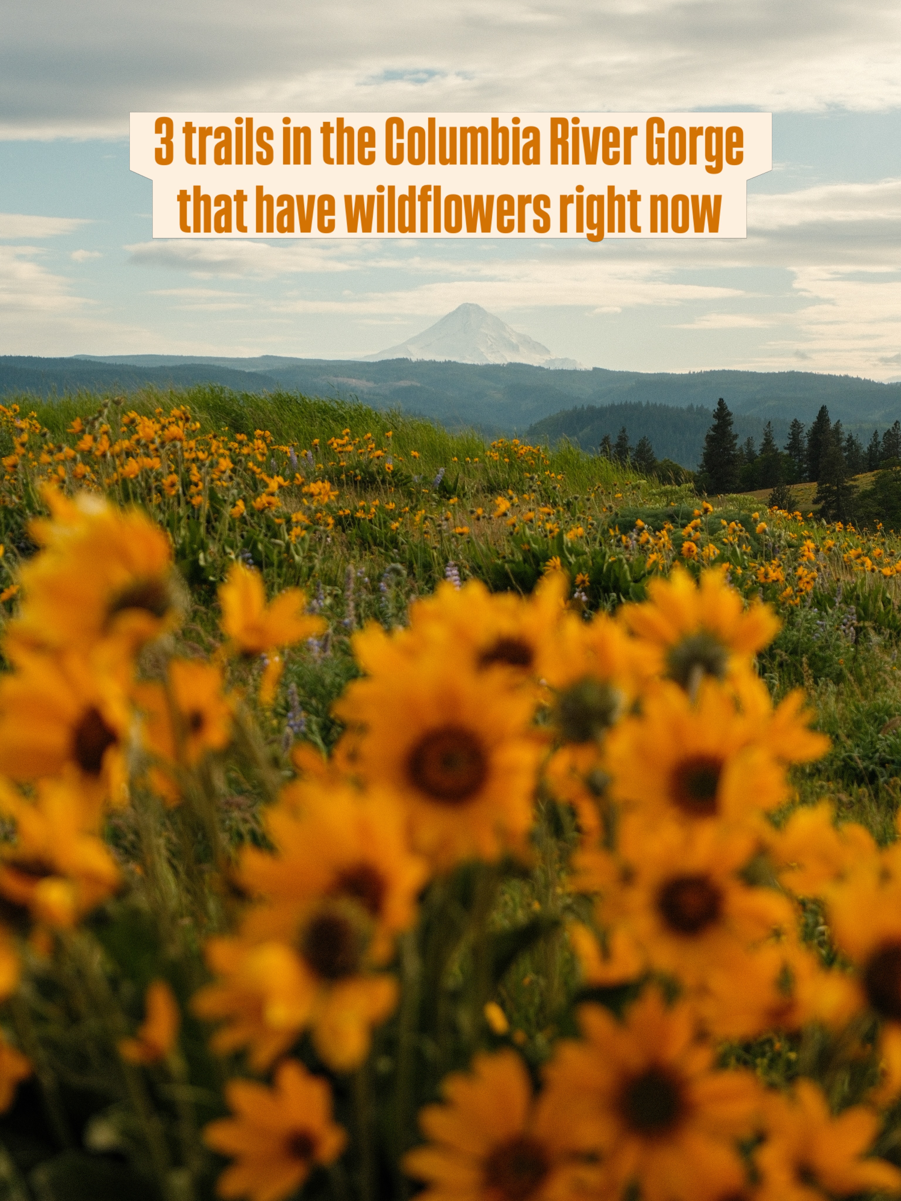 On the border of Washington and Oregon lies a beautiful land of wildflowers, mountains, and rivers.
Memaloose Hills Trail we did the first week of May.
We did Memaloose for sunset.
Overall, our favorite wildflower hike that we did was McCall. The mix of mountains and the most plentiful flowers made it our favorite.
We did McCall for sunrise.
We had Mt Adams and Mt Hood viewpoints here.
Dog Mountain was a leg burner, but definitely worth it. The view of the river really adds to the beauty. There wasn’t a ton of flowers left though.
We did Dog Mountain for sunset.
