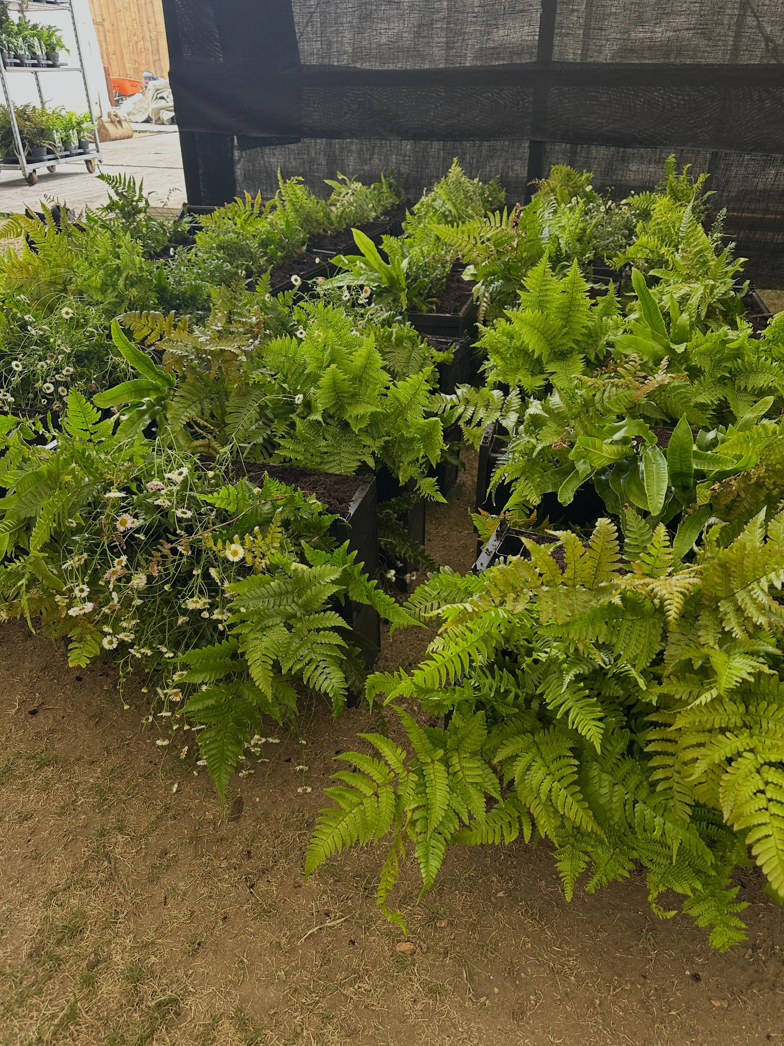🍏 Lots of living wall boxes, oiling leaves and cleaning plants. RHS Chelsea days. British transport. @the_rhs @gardenhousedesign
