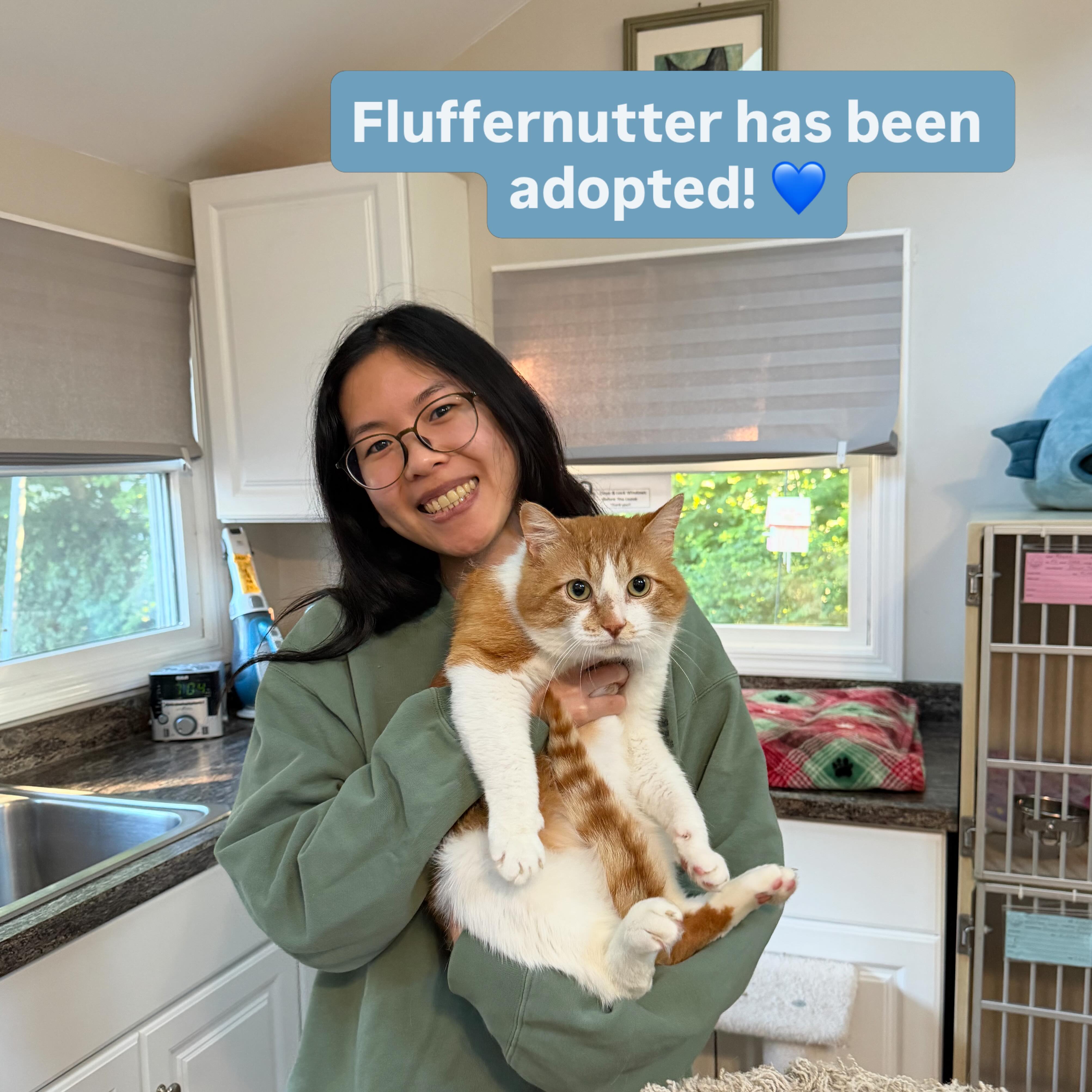 Congratulations to Fluffernutter, our sweet & handsome gentleman, for finding his home! We are so happy for him and grateful for our adopters. ❤️🐈🐾 #animalsindistressnj #adoptablecats #cats #mercercountynj #adoptme