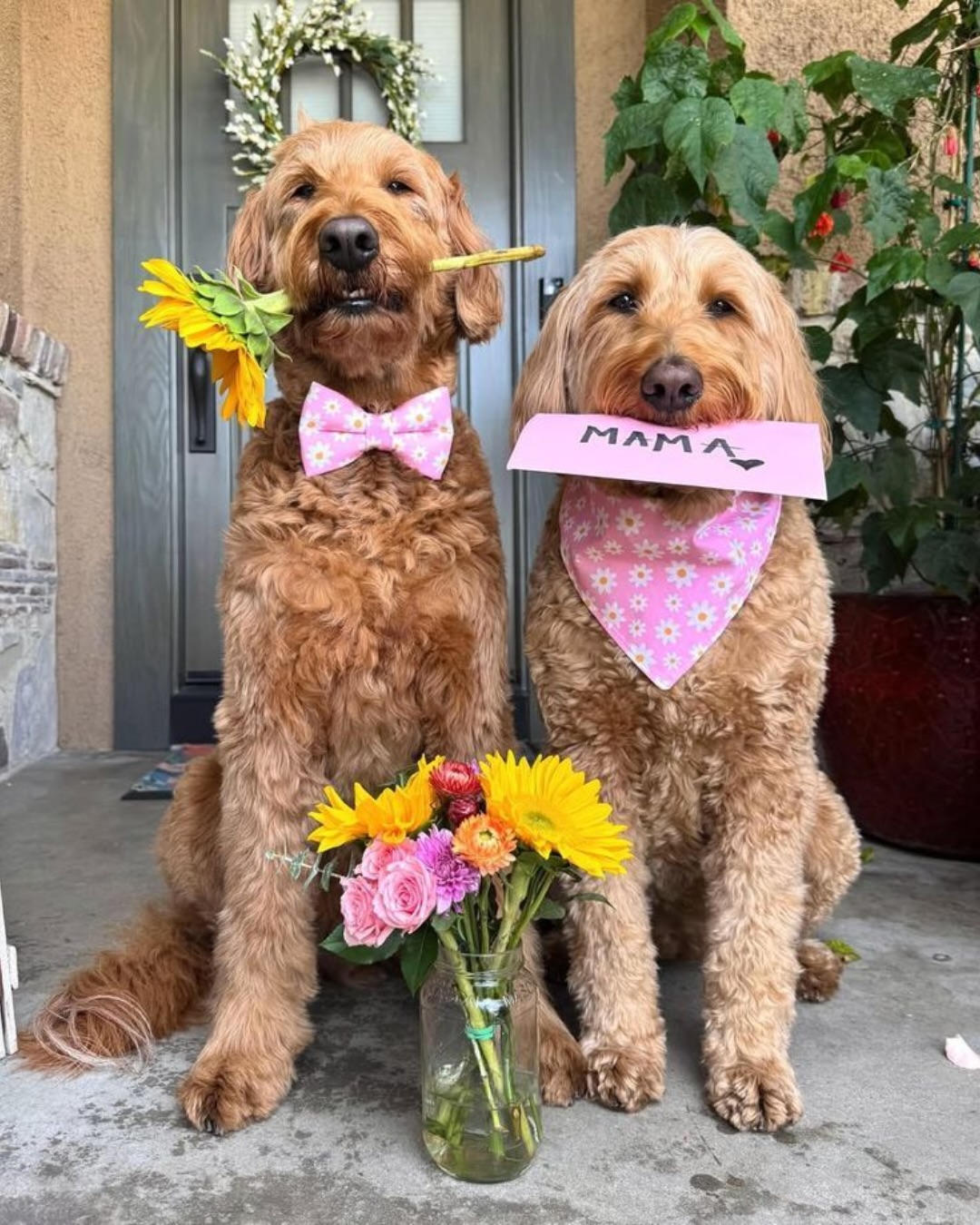 Feliz dia das mães do seu filho preferido de 04 patas!
Ser mãe de pet é viver o cuidado de forma constante.
É prestar atenção nos pequenos sinais, respeitar o tempo de cada um e estar presente em todos os momentos, dos mais simples aos mais importantes.
É aquele pensamento no meio do dia:
“como será que ele está?”
“será que esta precisando de alguma coisinha?“
“só queria estar em casa abraçada com ele”
E a vontade de voltar correndo só para encontrar quem faz o dia ficar mais leve.
E quando chega, é como se tudo se organizasse de novo.
Um olhar, um encontro na porta, um carinho que não precisa de explicação.
É rotina, é presença, é vínculo, todos os dias.
Hoje é dia de reconhecer esse amor que nos faz bem!
Feliz Dia das Mães para todas as mães de pet 💛
#maedepet #paidepet #maepet #amorpet #dicaspet
