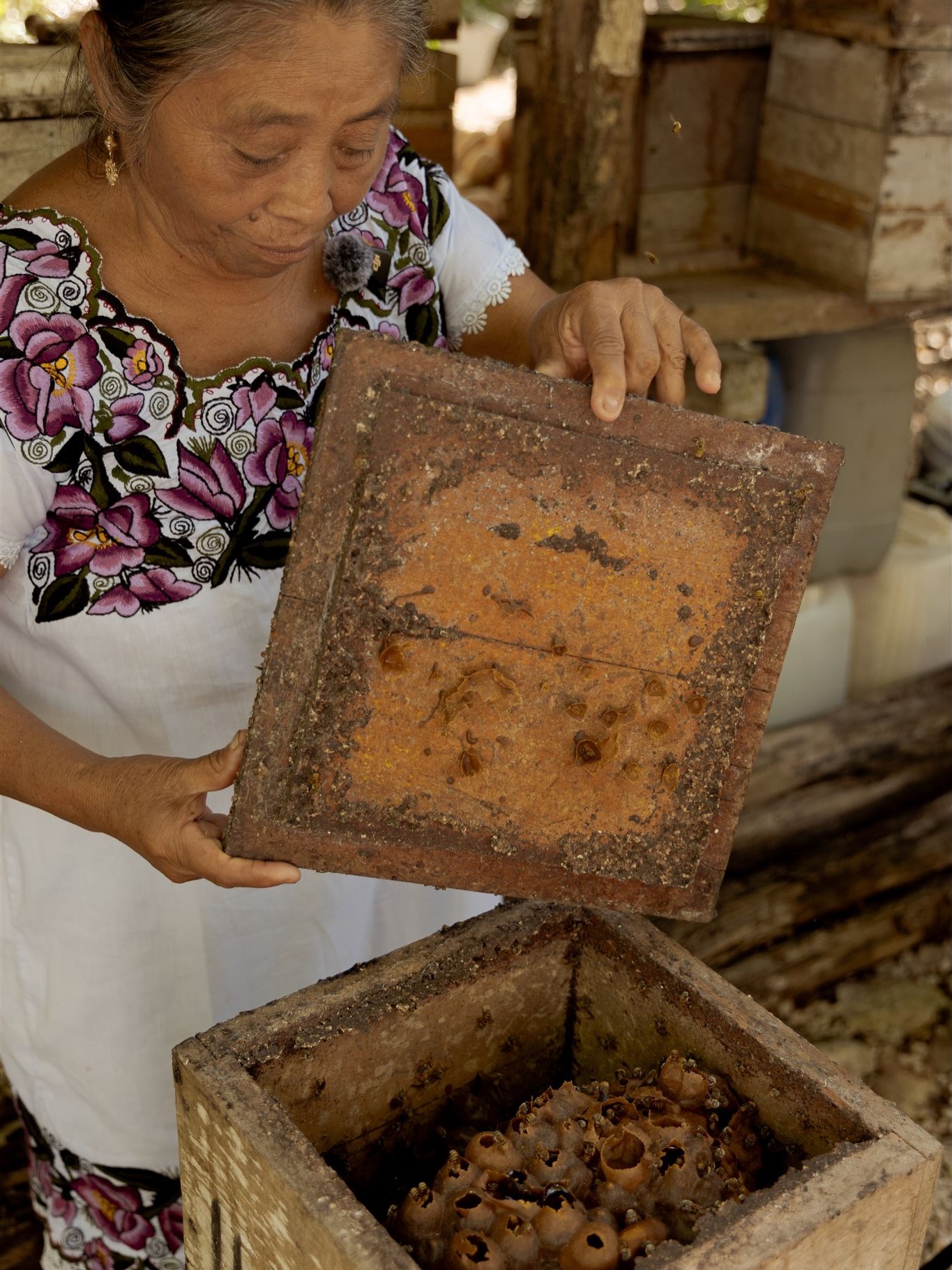 En esta cajita hay más de 3,000 abejas, y todas colaboran por un solo propósito: el bienestar de una colmena.
En cada gota está el trabajo de cientos de abejas, y también de la cuidadosa meliponicultora que vela por y para las abejas.
Es la colmena, todos los días son día de la “mamá abeja”, la reina 👑 que llega a poner diariamente, hasta 3,000 huevos durante toda su vida.
Todas para unas, y unas para todas.
#nobeesnolife