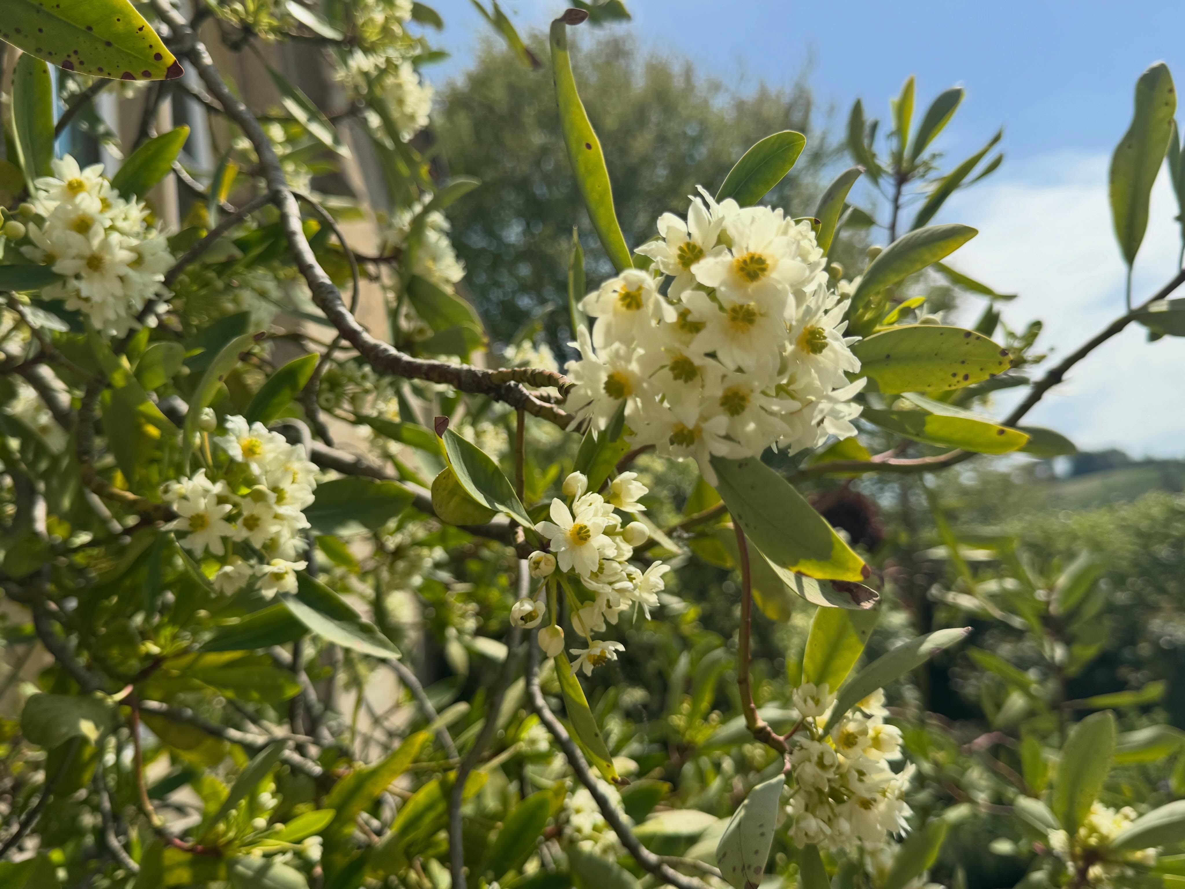 🌿 Plant of the Month: Drimys winteri 🌿
I’ve always thought Drimys winteri is an underrated plant with so much to offer. Its glossy
evergreen foliage, reddish stems, and creamy white flowers bring year-round interest, while its
naturally elegant form adds calm structure to a scheme. Given a sheltered spot with moist, well-
drained soil, it slowly develops into a beautiful large shrub or small tree that quietly earns its place
in the garden. ✨
#PlantOfTheMonth #DrimysWinteri #EvergreenGarden #GardenDesign #architecturalplants