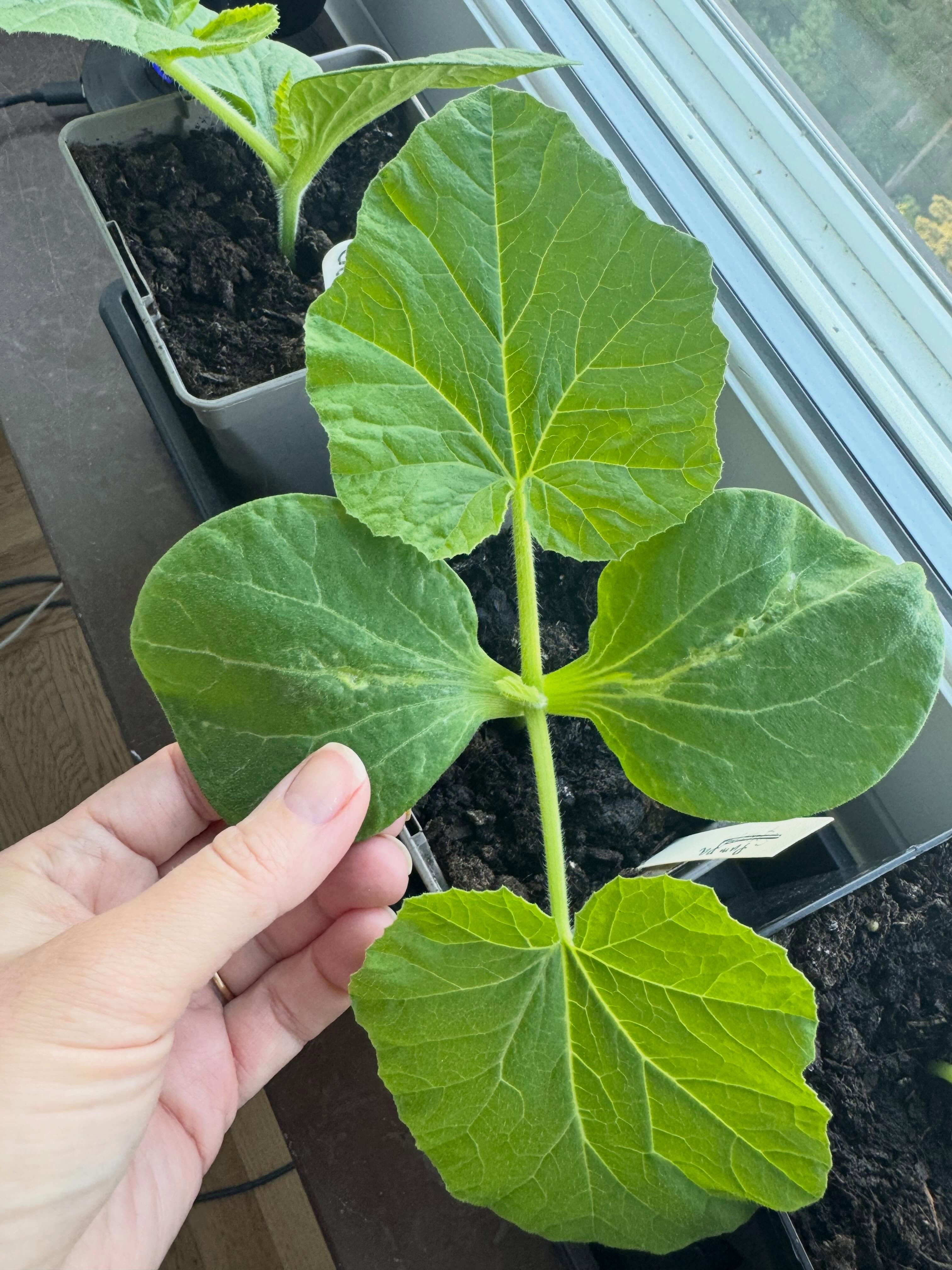 Har du sått pumpa än? Jag sådde för någon vecka sen och de växter fort! Förra året planterade jag ut dem när de var för små och sniglarna åt upp dem. I år tänkte jag försöka ha dem inne lite längre. Vore kul med en hemmaodlad pumpa till halloween! 🎃 #attgöramaj #odlaätbart #köksträdgård #trädgårdskalender