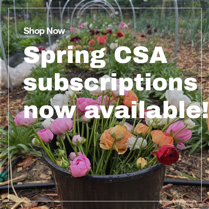 Need a gift for mom?? (Or yourself??) our Spring CSA will begin on 5/22! Local customers only. Check out our website for more details!