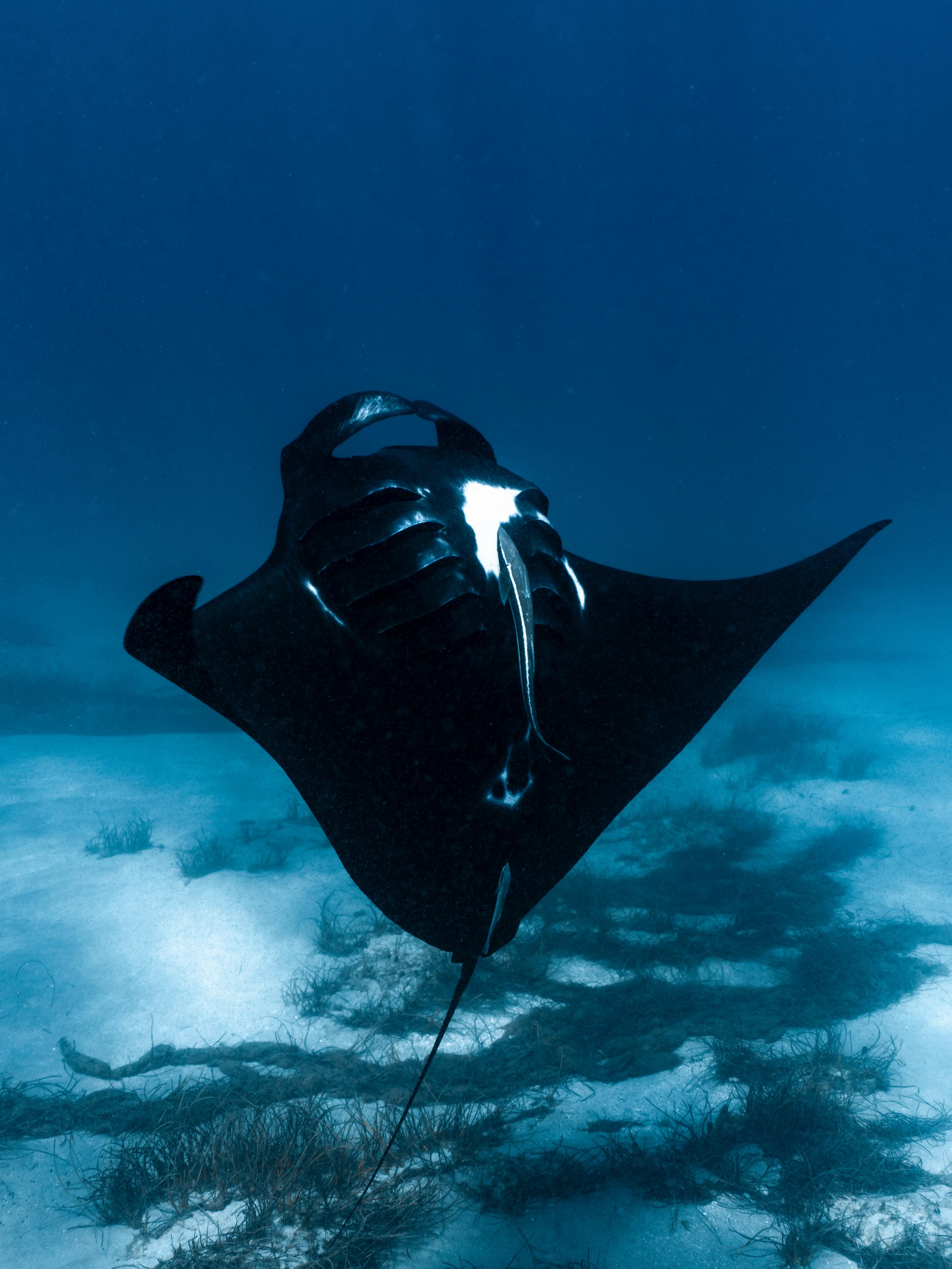 Coral Bay Exclusive 🪸
Crystal clear conditions on the reef and an incredible encounter with a beautiful melanistic manta ray barrel rolling right beneath us. These beautiful black mantas are an uncommon variation of the reef manta ray, making every sighting feel pretty special ✨
Ningaloo showing off again today!!
Unreal shot @lauratierney 💙
#CoralBay #Ningaloo #NingalooReef #MantaRay #MelanisticManta