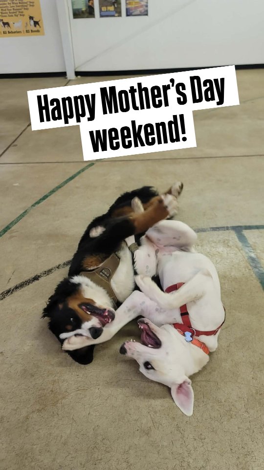 A little Mother’s Day weekend appreciation post for the humans behind all of our happy dogs that attend each week 🐾
From the early morning potty trips to the late-night enrichment prep, the muddy paw prints, training sessions, sniff walks, and unconditional love — dog moms do so much more than people realize 🐾
We see how much effort you put into helping your dogs succeed, and honestly? These dogs are lucky to have you.
Happy Mother’s Day weekend to our amazing K9 Wisdom community 💜
#k9wisdom_dognerd