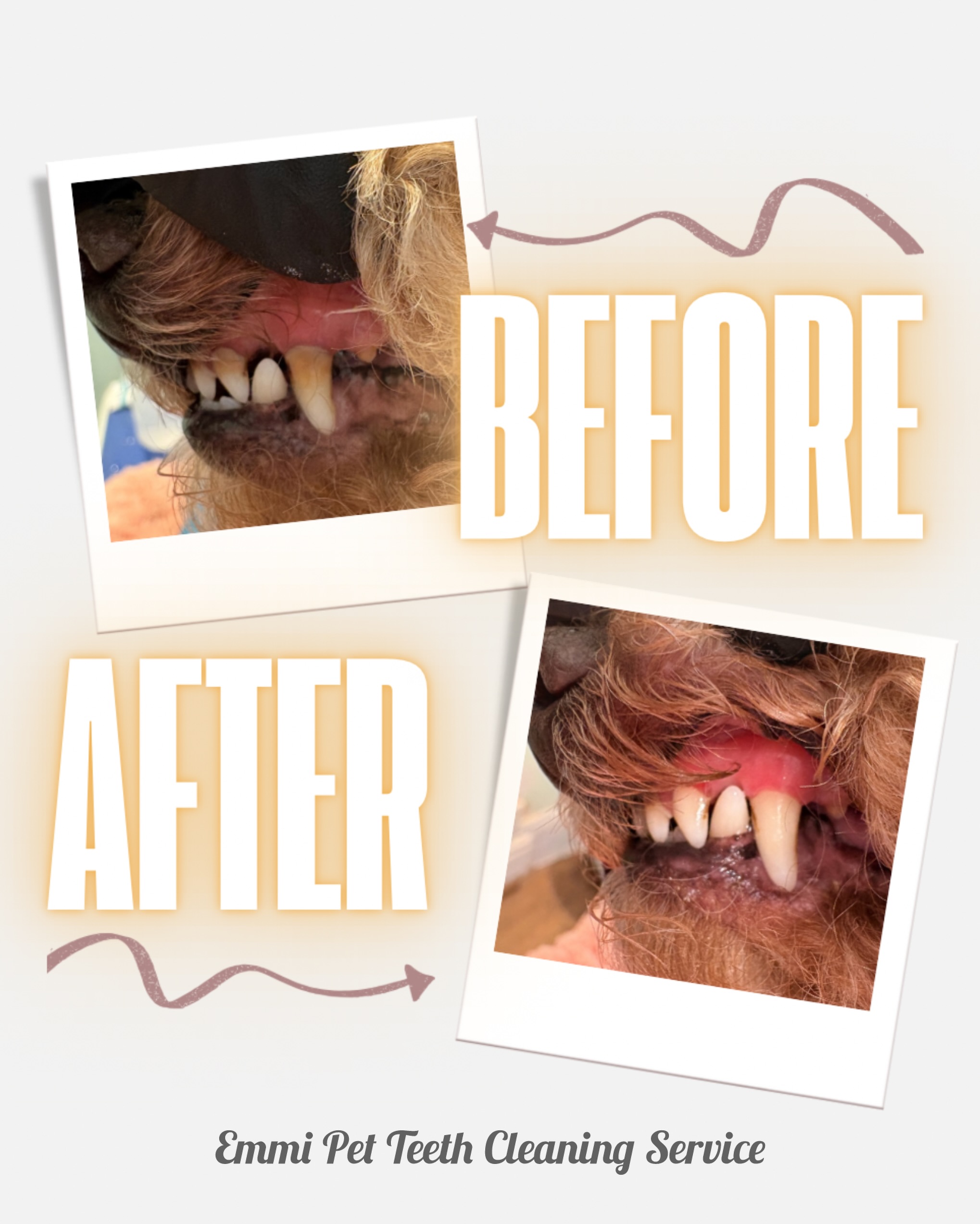 ✨ BEFORE ➡️ AFTER ✨
Say hello to a cleaner, healthier smile with our Emmi Pet Teeth Cleaning Service 🐾🦷
The Emmi Pet system uses ultrasonic technology—completely silent and vibration-free—to gently break down plaque and bacteria without scraping or stress. That means no anesthesia, no harsh tools, and a much more relaxed experience for your pup.
💡 What it does:
• Reduces plaque & tartar buildup
• Helps improve gum health
• Freshens breath
• Supports overall wellbeing
Perfect for dogs who don’t tolerate traditional dental cleaning or just need regular maintenance to keep their smile in top shape.
Because a healthy mouth = a happier dog 🐶💛
📩 DM us to book your pup’s glow-up!
#DogDentalCare #EmmiPet #PetTeethCleaning #HealthyDog #doggrooming