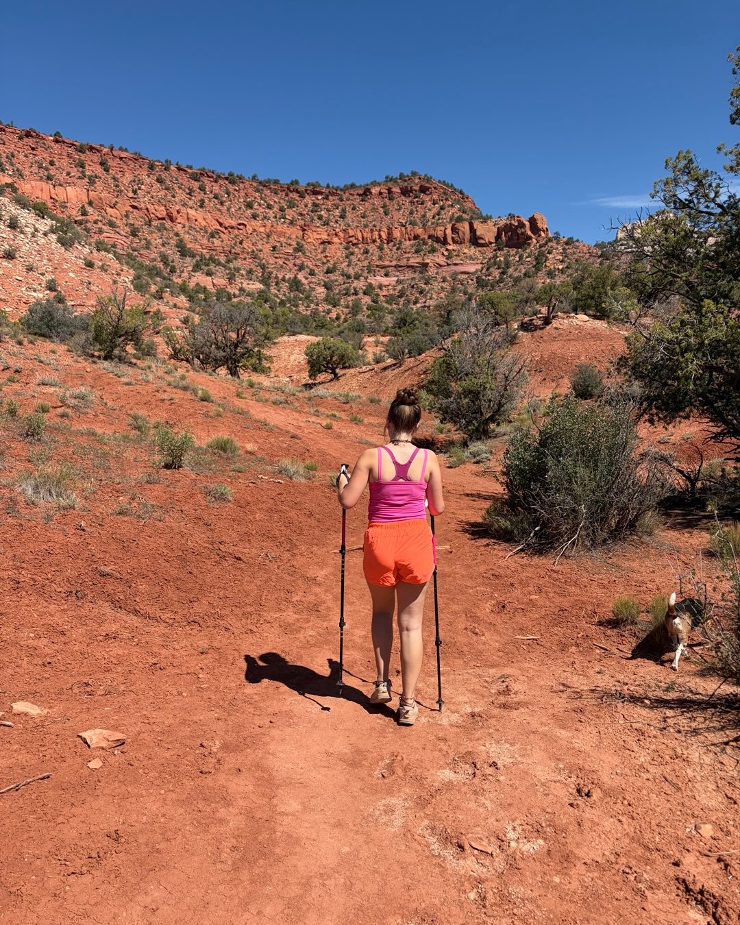 GAME ON!!!!! Belle and I officially started training to day for our rim to rim hike this October. We did tilted mesa and mansard. About 6 miles. No prob. I love living here soooo much. 5 minute drive and we’re in the most beautiful gym on earth. Couple thoughts. I’ve chased big bulls and trashy hounds through some gnarly country. Today was the first day I’ve ever used hiking poles. HOLY SMOKES. game changer. Stability and protection for knees and quads which is invaluable for rim to rim. I’m gonna go loose Fern on Monday just so I can use em again. My other thought as an older gentleman. Classical music finally has stuck. It’s great back ground when wandering in red rock. It frees my mind for taking ing beauty and still letting my mind wander. I like Chopin. Or as doc holiday said in Tombstone. “ Frederic fucking Chopin”. I love that old cowboys and knights listened to the same songs as me.