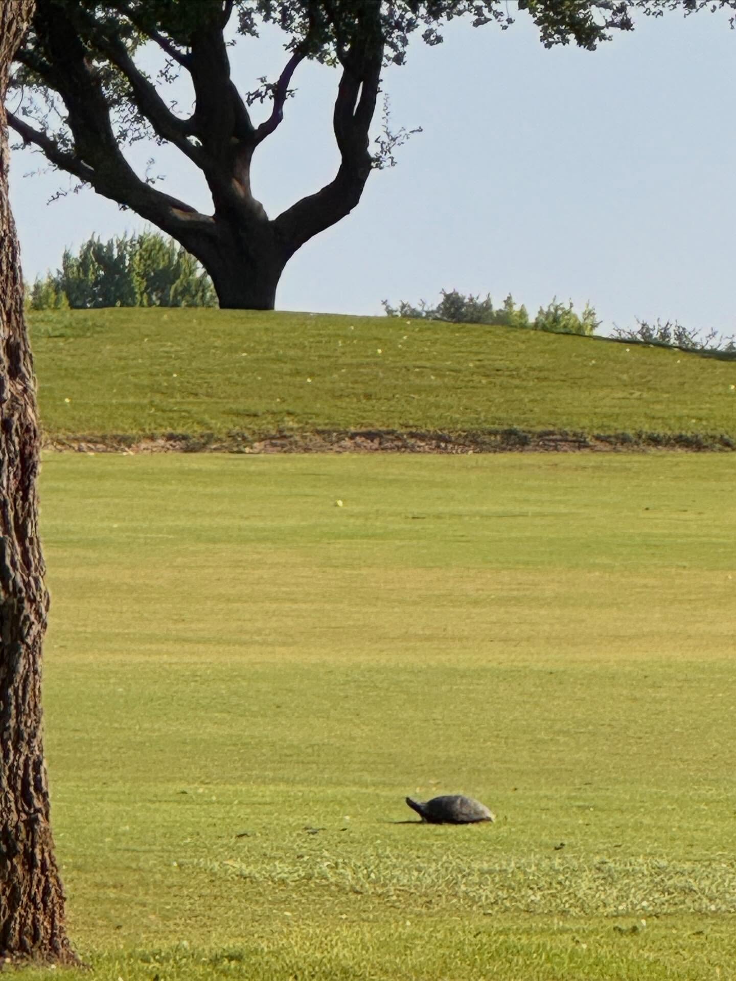 Enjoying some peace and quiet this morning before heading out to work. Happy Saturday.!
(PS: this view could be yours. Contact me for golf course homes!)
#PeaceAndQuiet #MorningView #GolfCourseLiving #MorningMoments #QuietMorning #TurtleSighting #NatureMoment #PeacefulStart #CoffeeAndViews #HillCountryLiving #TexasMornings #GolfCourseViews #SlowMorning #OutdoorCalm #BeforeWork #LeanderTX #RoundRockTX #AustinAreaLiving #GeorgetownTX #SimpleMoments #MorningPeace #realtorlife #germanrealtorintexas #sabinemccallahomes #soldbysabine #berkshirehathaway #bhhstxrealty