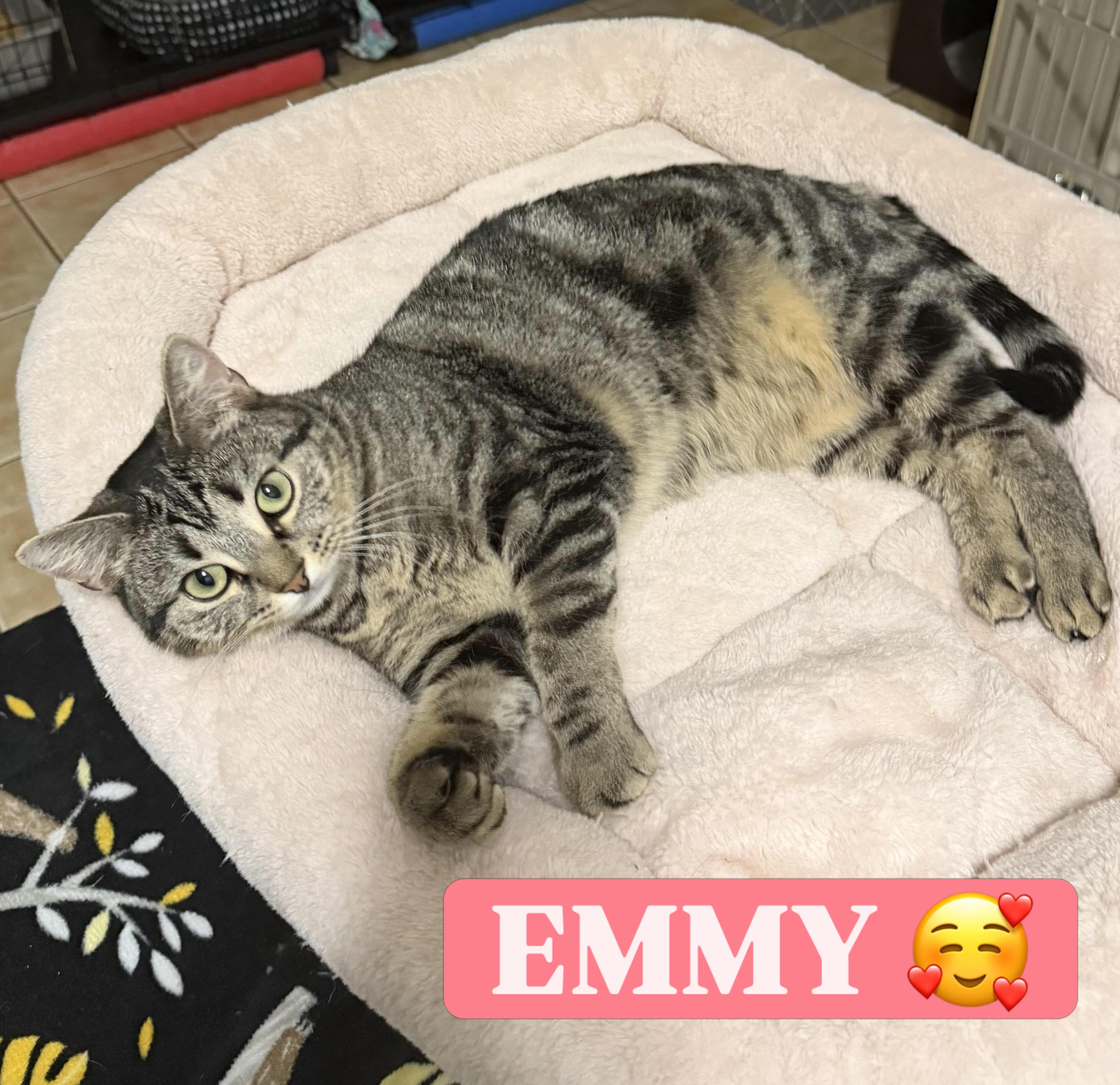 Meet Emmy!😻 a gorgeous 1 1/2 year old tabby girl with a sweet, gentle personality and a heart full of love. She’s incredibly affectionate, loves being around people, and gets along great with other cats. Easy to pick up and hold, Emmy is happiest curled up in your lap soaking up attention and cuddles. She has the perfect balance of playful energy and calm companionship, making her an amazing match for anyone looking for a loving best friend 💕
Send us an app to schedule a meet and greet at https://www.animals-in-distress.org/adoptions or email us with any questions: animalsindistressnj@gmail.com 💌 #animalsindistressnj #adoptablecats #cats #mercercountynj #adoptme