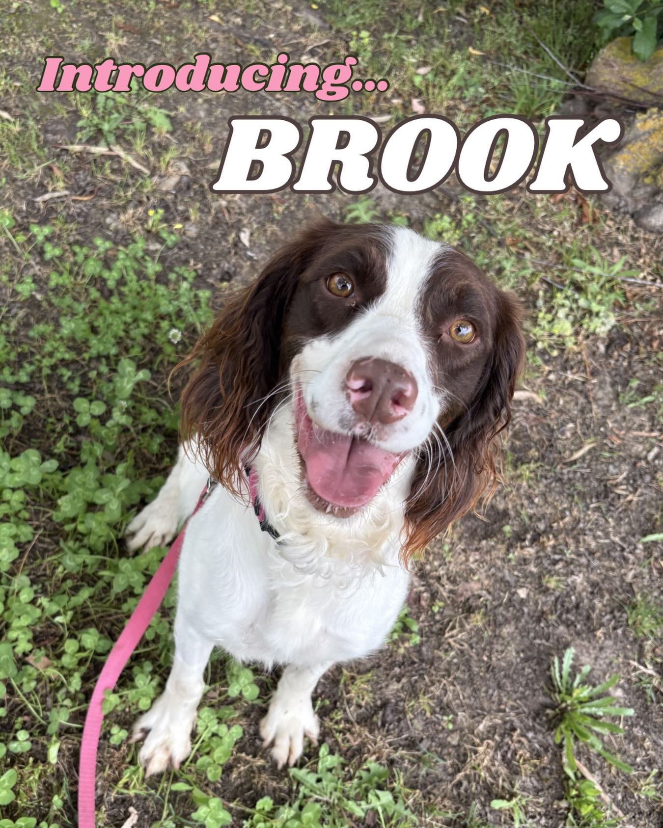 INTRODUCING…. BROOK!!
Thank you all so much for participating in our naming contest. We loved hearing your ideas. Everyone who suggested Brook during the first 24 hour period will be entered into a drawing to win a shirt (US only). We will reveal the winner on our story shortly!