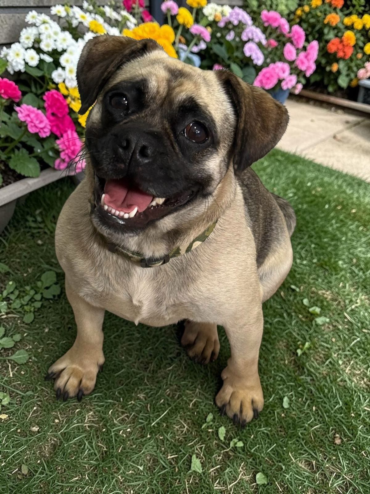 Hi! I'm Pepper! πΊ
I'm a 1.3 year old puggle mix and as you can see from my photos, I'm such a happy girl! I get along great with other dogs, love children & all humans and love life!
To schedule a Meet n Greet with me, submit an application at: www.almarescue.org
#pugmix #adoptdontshop #rescuedisourfavoritebreed #pugsoninstagram #almarescue