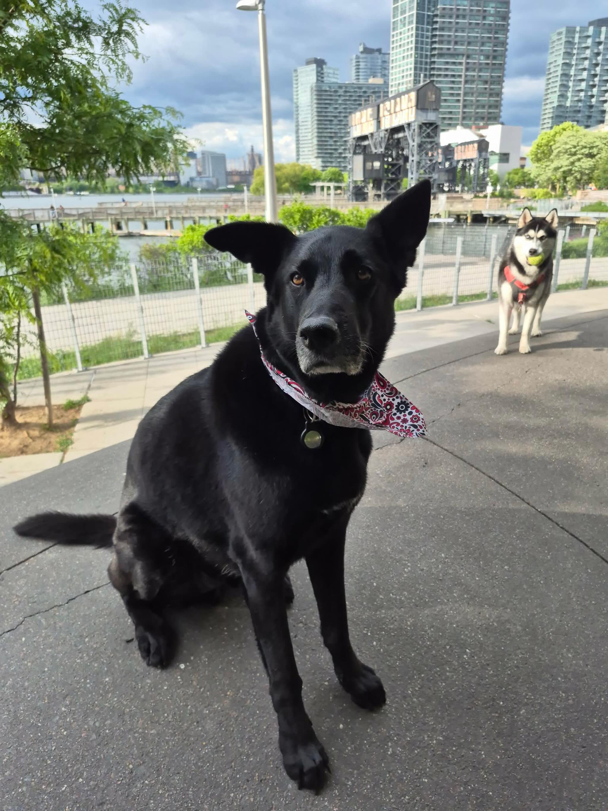 Looking stunning and feeling unstoppable ✨
#dogsofallboroughs #germansheperdmix #dogsoflic #dogsofnyc #handsomeman