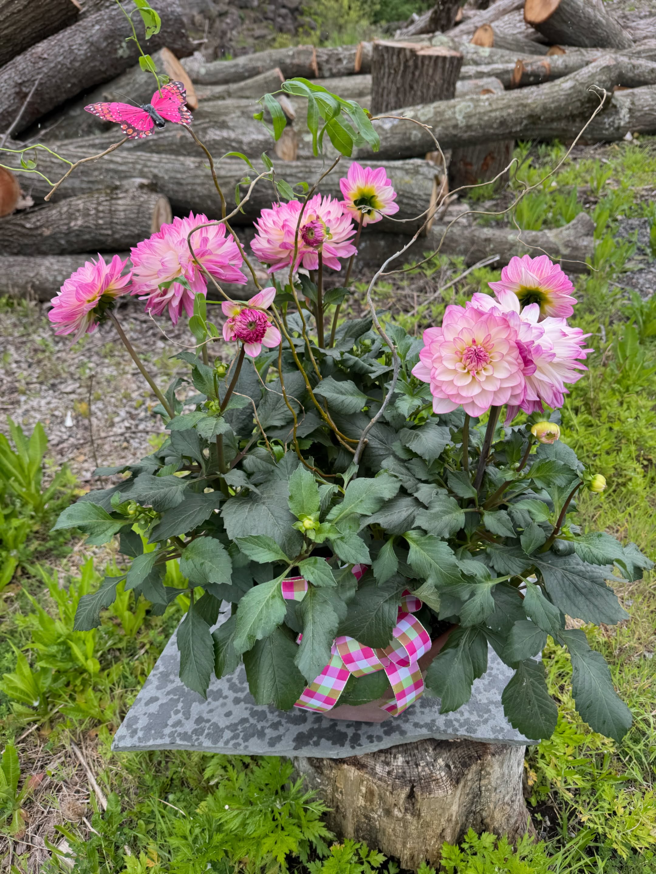 Last call for Mother’s Day flowers! 🩷
Please call us at 412-767-9915 or visit our florist & gift shop in Glenshaw, PA! We are open today (Saturday, May 9th) until 3 pm.
Featured is our pretty pink potted dahlias 🌸🎀
#mygardenfloral #florist #pittsburgh #mothersday #mothersday2026