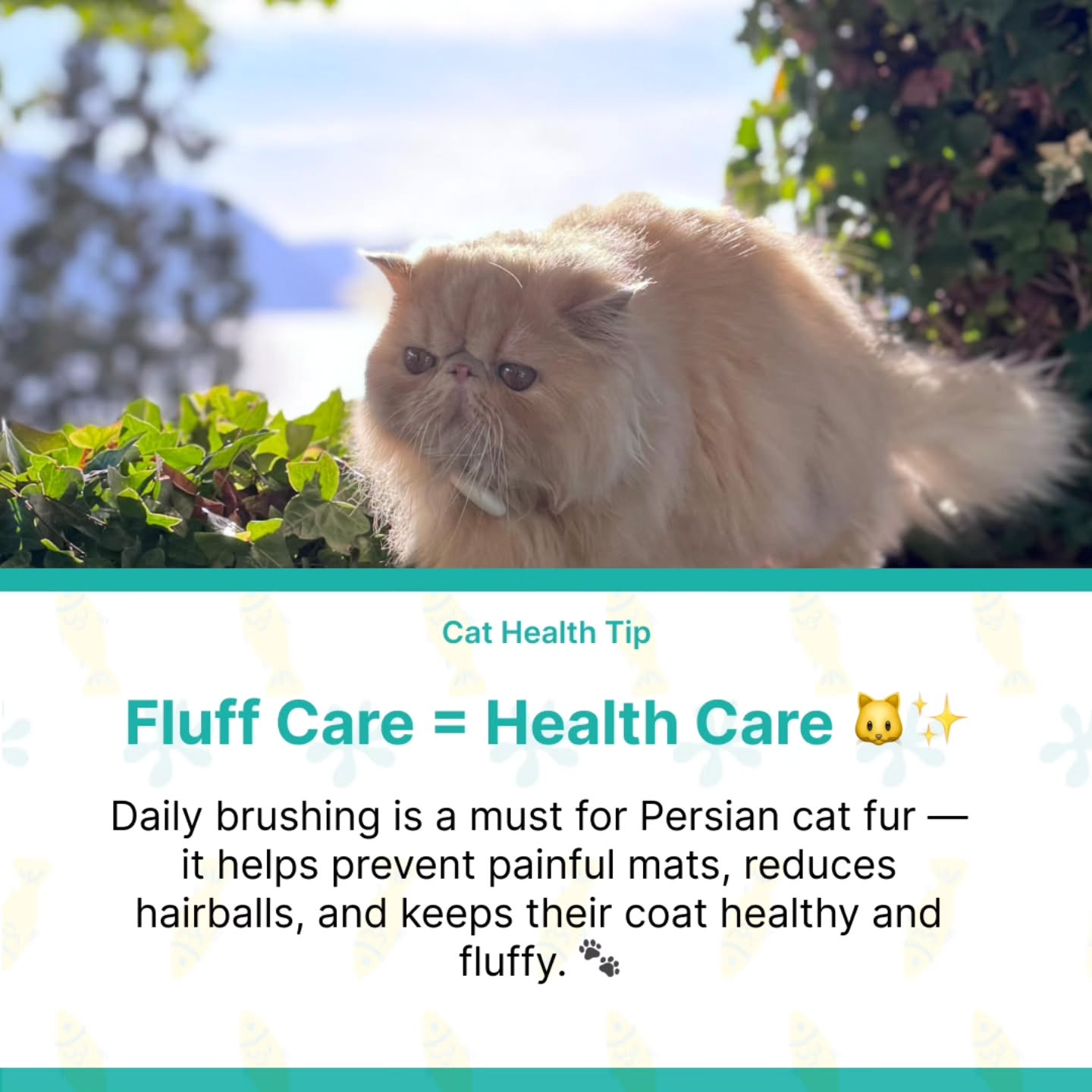 A few minutes of daily brushing keeps your Persian cat comfortable, mat-free, and looking majestic. ✨🐾
In frame Official CatSwoppr Cat Model @luce.the.persian.cat
#PersianCat #CatCare #FluffyCat #PetHealth #CatLovers