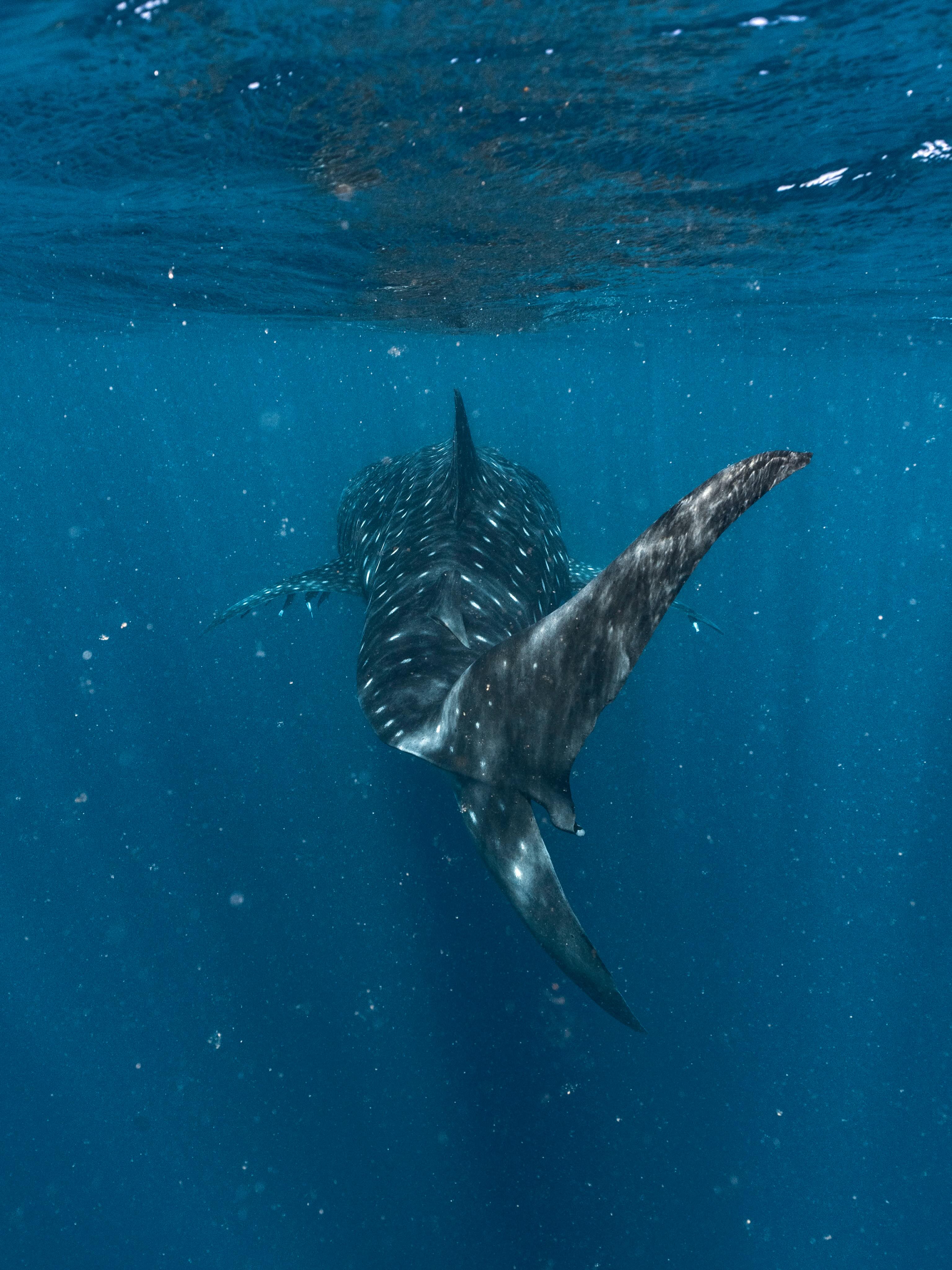 In a world that moves fast, the ocean slows everything down. 💙 Another incredible week sharing Ningaloo’s gentle giants with some amazing guests.
@lauratierney 📷
#Exmouth #NingalooReef #NingalooCoast #WesternAustralia #VisitWA
