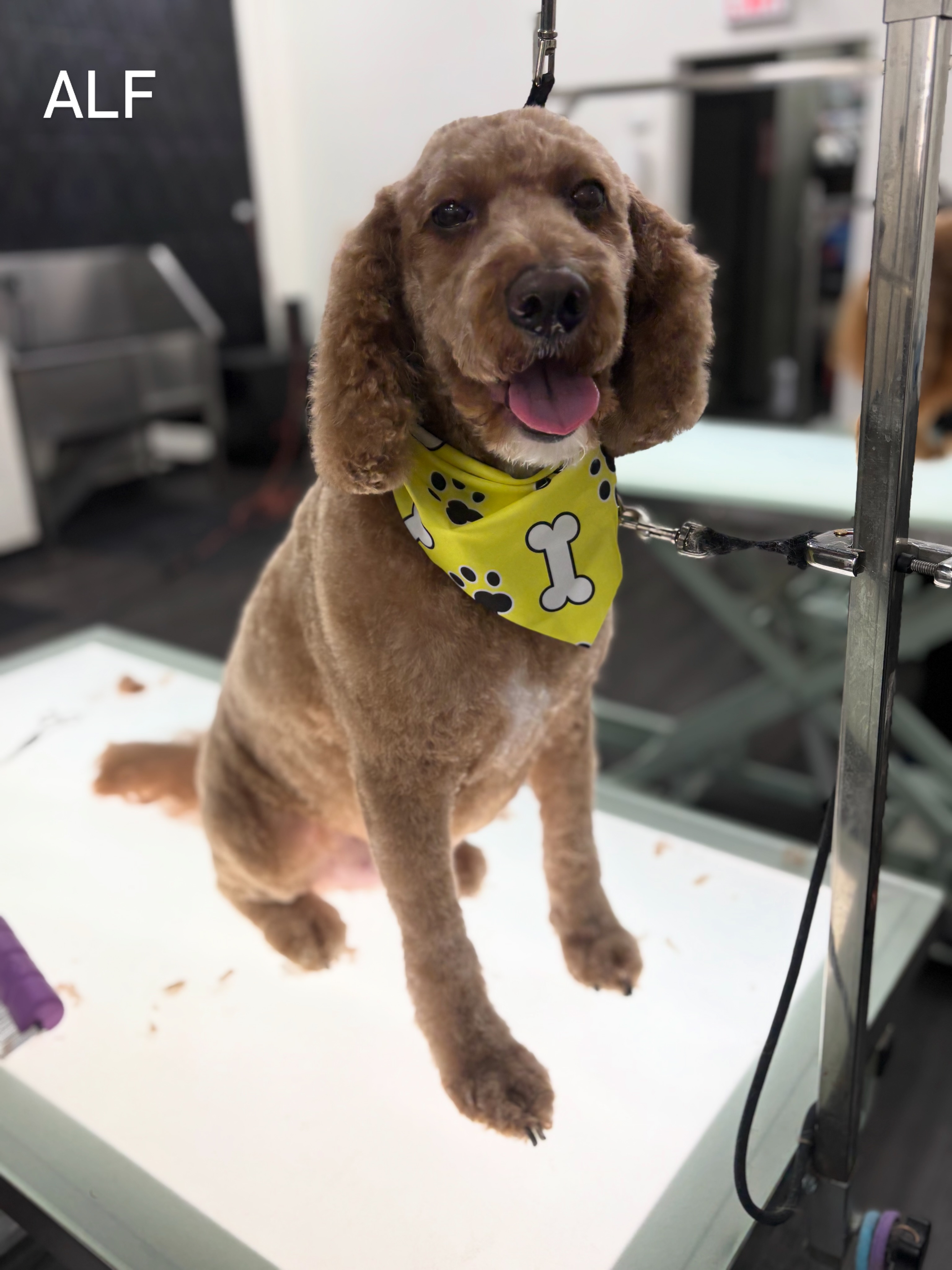 Alf got his shorter cut today to manifest some consistent warm weather ☀️🧘🏻♀️