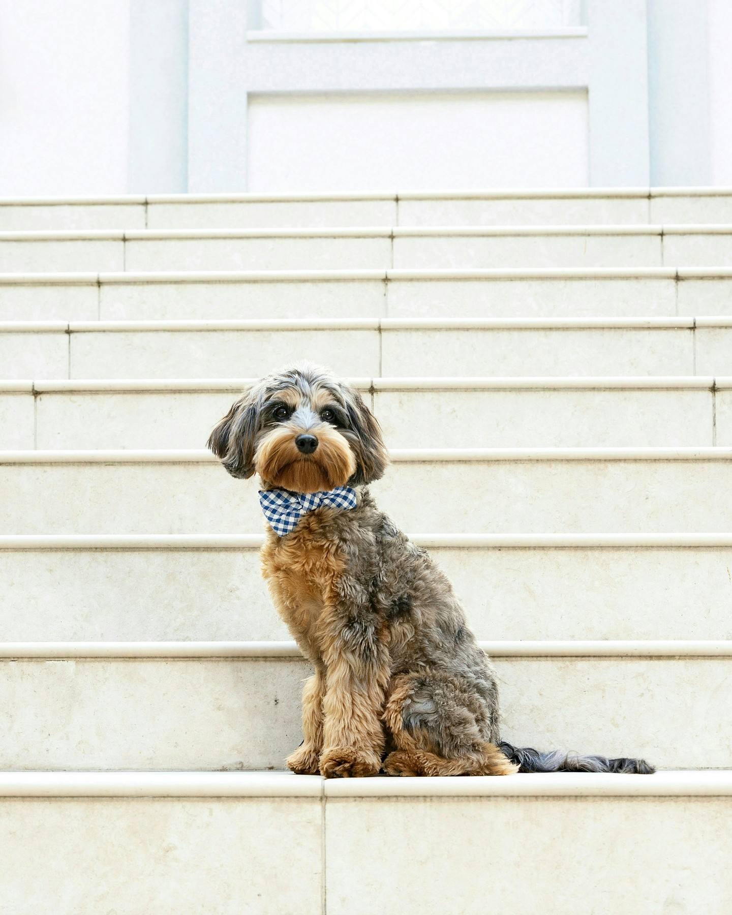Your Pup's Time to Shine 🦴
Another Tails of Franklin book is in the works! The first edition was released by @mistywestebbephotography in February and starred many of your favorite furry friends in Williamson County.
After raising over $40,500 for animals in need through the first book’s efforts, Misty Westebbe Photography is working on the second edition now and taking reservations for photo shoots.
Applications for the 2026 project are currently underway, with sessions taking place over the coming months. To learn more about signing up, visit the link in bio.