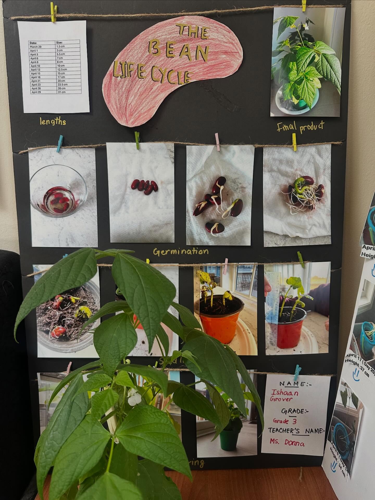 Students of Grade 3 recently submitted and shared experiences of growing their own bean plant. Some examples flourished, others did not grow well, but by sharing experiences and findings, all students learned about the unit in a unique and practical way. #School2026 #mississaugaschools #schoolisfun #scienceisfun