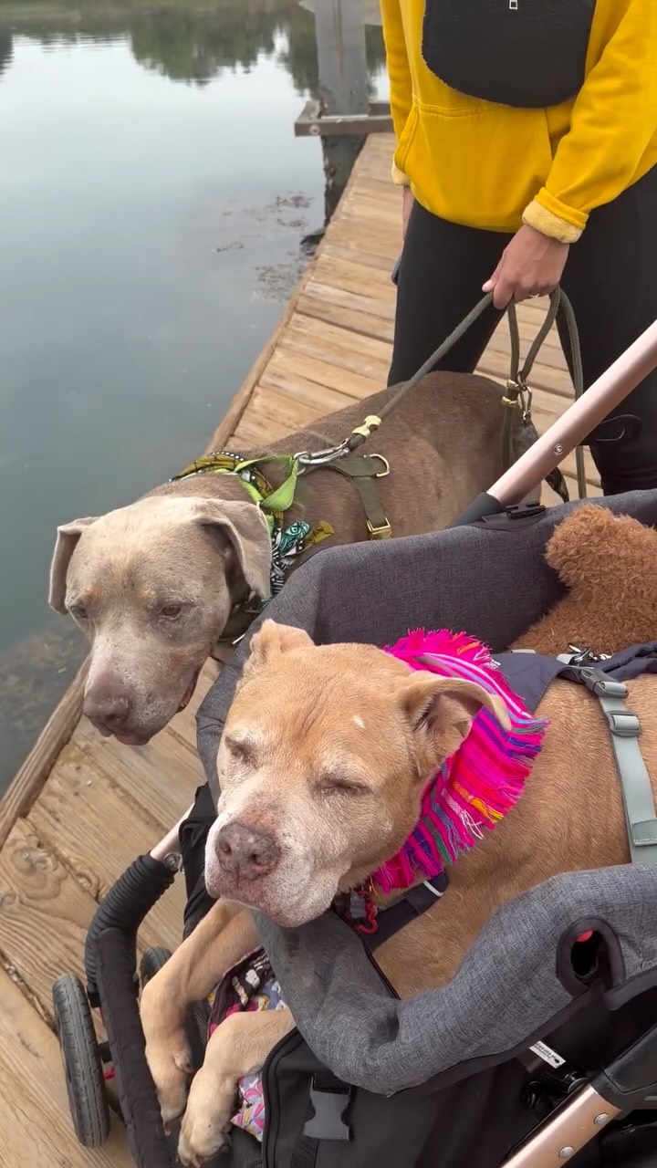 Colorado Lagoon Slow Roll Pack Walk, featuring *adoptable* STANLEY from @maisonsurerescue , Ginger, Beau Beau., Ellie & a thousand jellies!