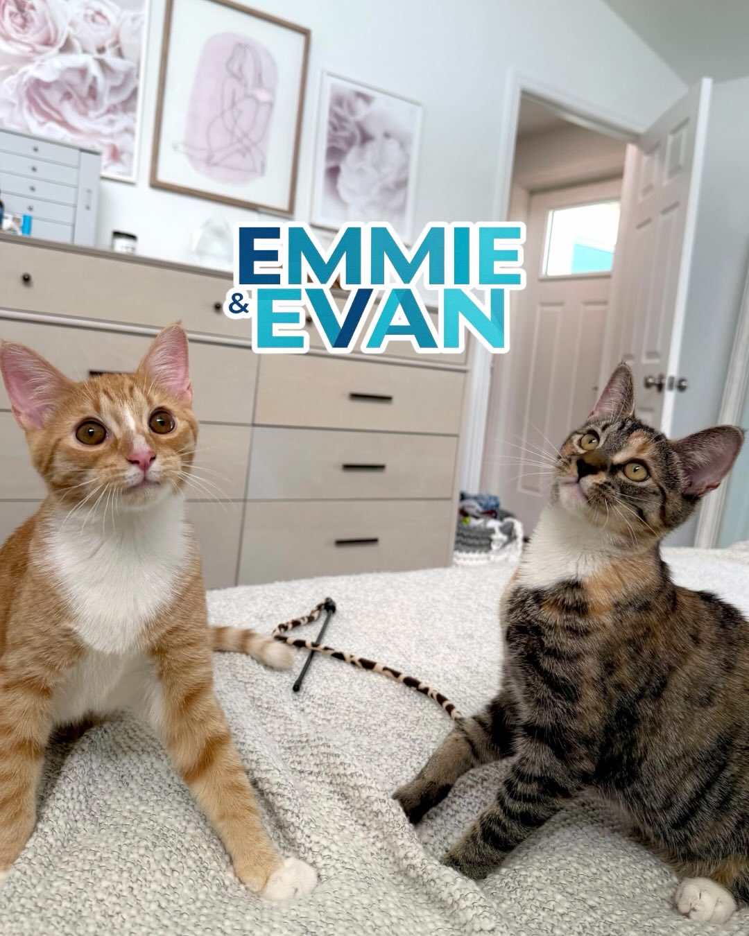 They may not know where home is yet… but as long as they have each other, they’re okay 🥹💜
Emmie & Evan are a bonded pair searching for a forever home together. From little kisses to cuddle naps, these two are inseparable.
If you’ve been thinking about adopting, maybe they’ve been waiting for you all along 🐾
📌 Link in Bio or Apply here:
givehoperescue.org/adoptionapplication
Send us a message after applying 💜
#adoptdontshop #adoptme #bondedpair #rescuecats #foreverhomewanted