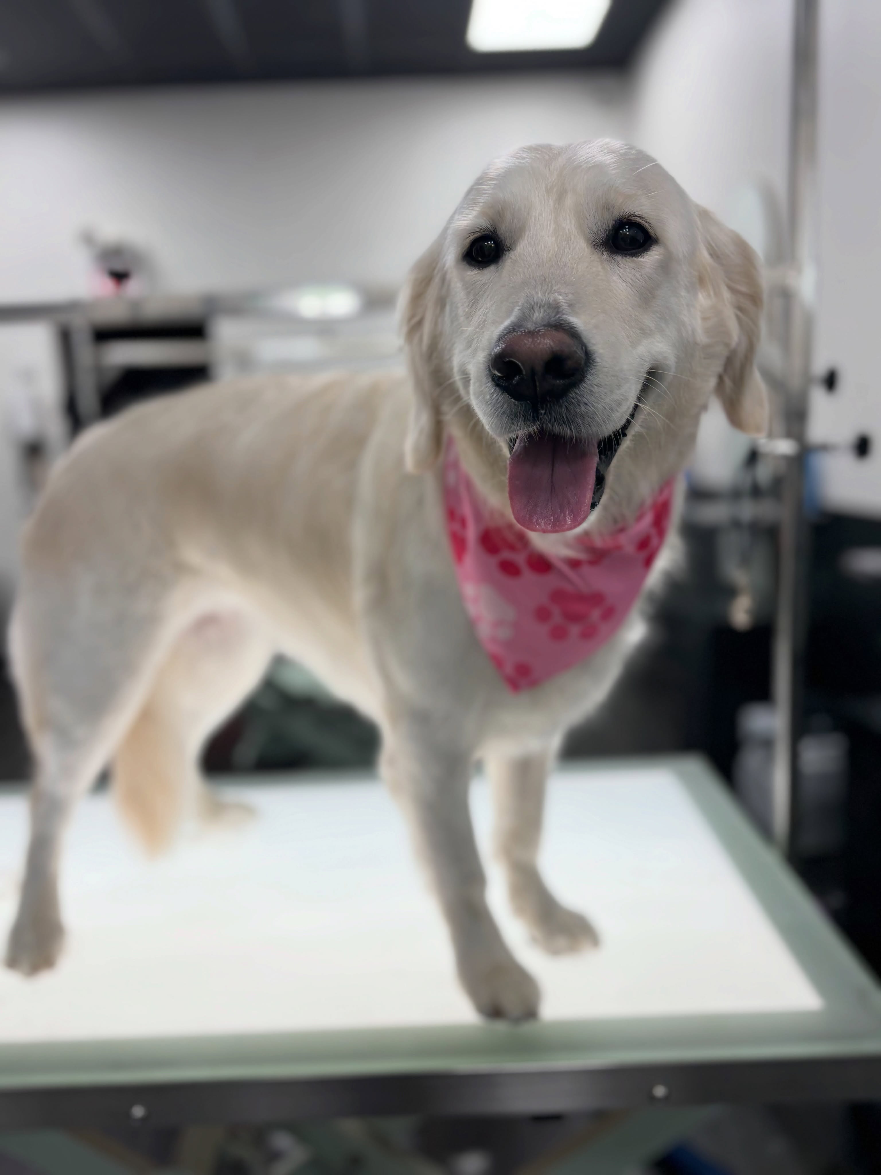 Lily is wearing pink for all the moms out there, Happy Mother’s Day 🌸💜🐾