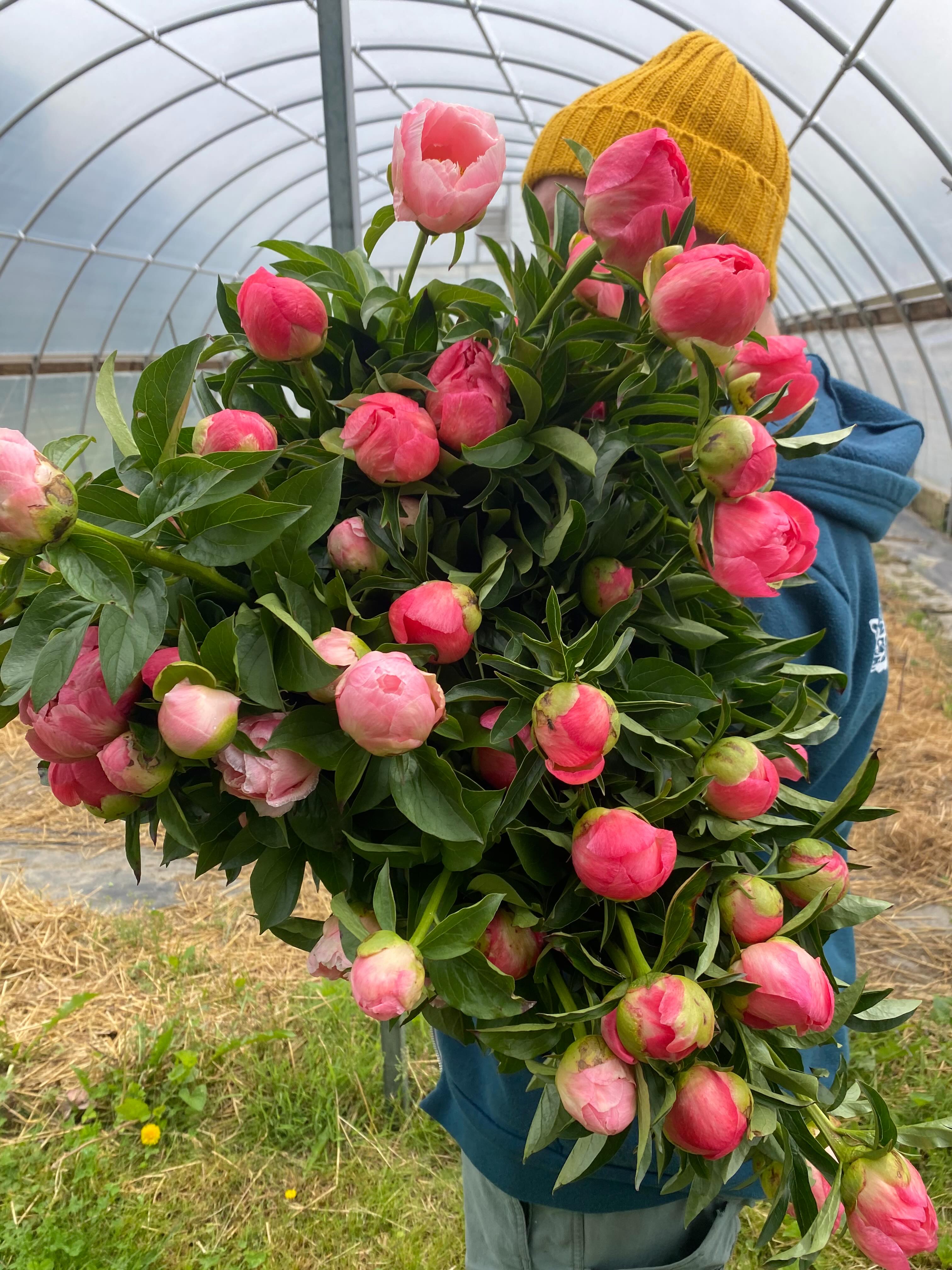 🌸We received a nice spring rain over the weekend and the flowers popped! Today was the first big harvest in our peony field and the first runner up was Coral Charm.
🌸The ranunculus have been loving the cooler weather and some are finally reaching 2.5 feet in length which we strive for.
🌸We arranged many beautiful and unique Mother’s Day bouquets and enjoyed the challenge of working with blooms we had growing, some we foraged and others we were grateful to source from our flower farmer friends. Wish we had more photos but included a couple.