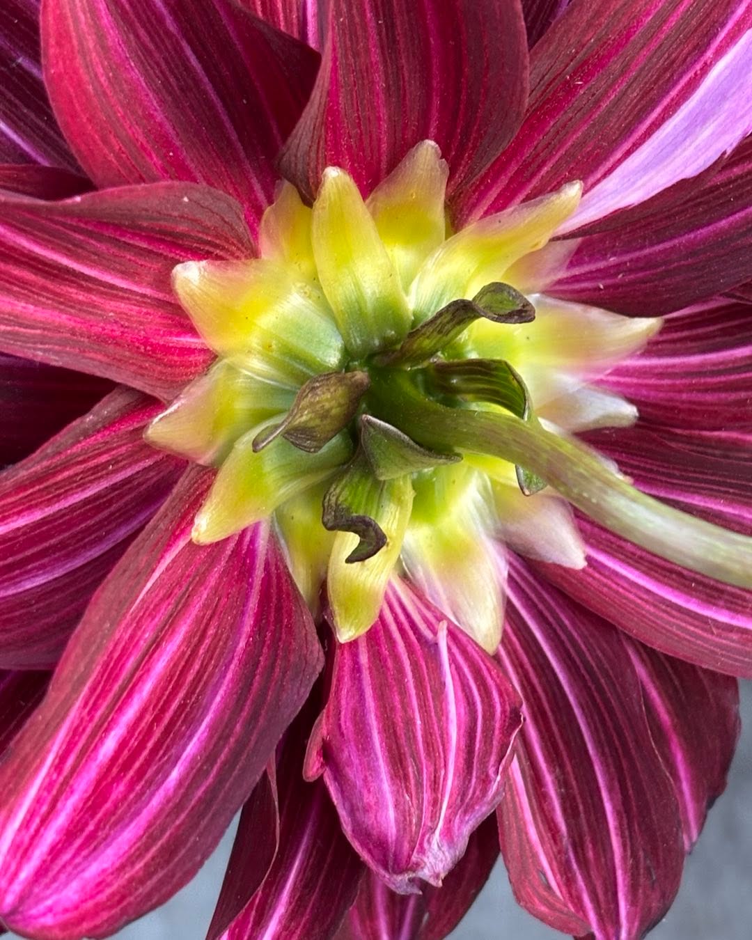 Dahlia