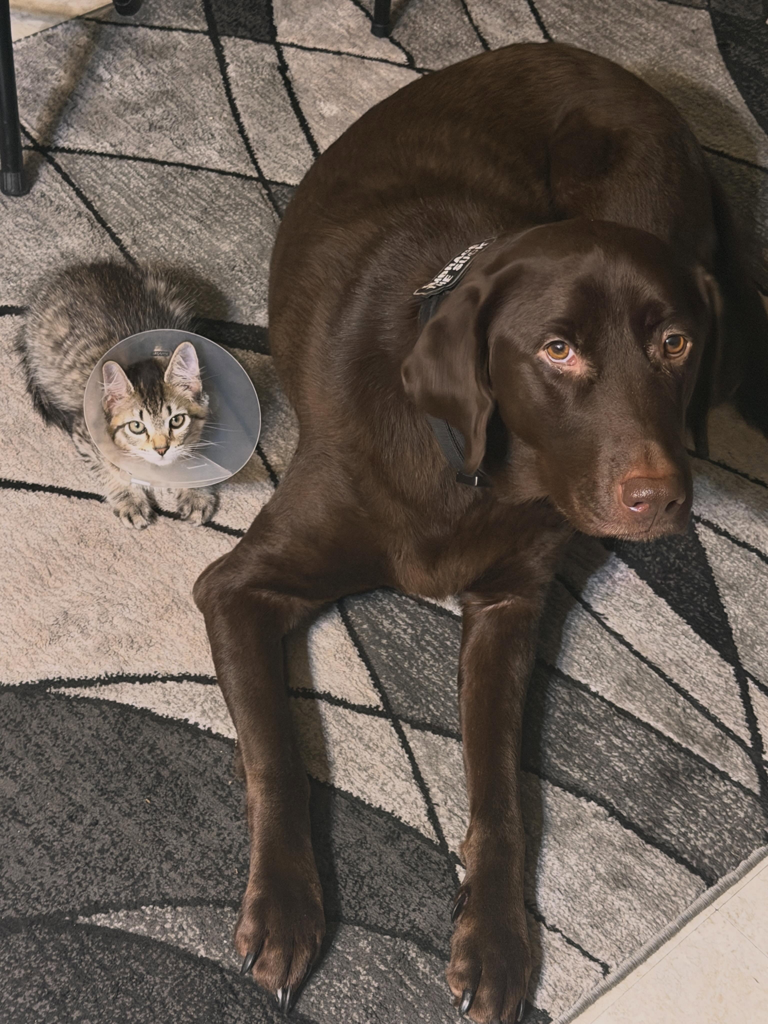 Please welcome the new Chief Inspecting Officer.Everyone, meet Sally! 🐾 She’s already done a walk-through of the house, and while she approves of the new paint and bathroom remodel, she feels strongly that we need more sunbeams and scratching posts.
Zero is currently reviewing the employee handbook to figure out who reports to who.