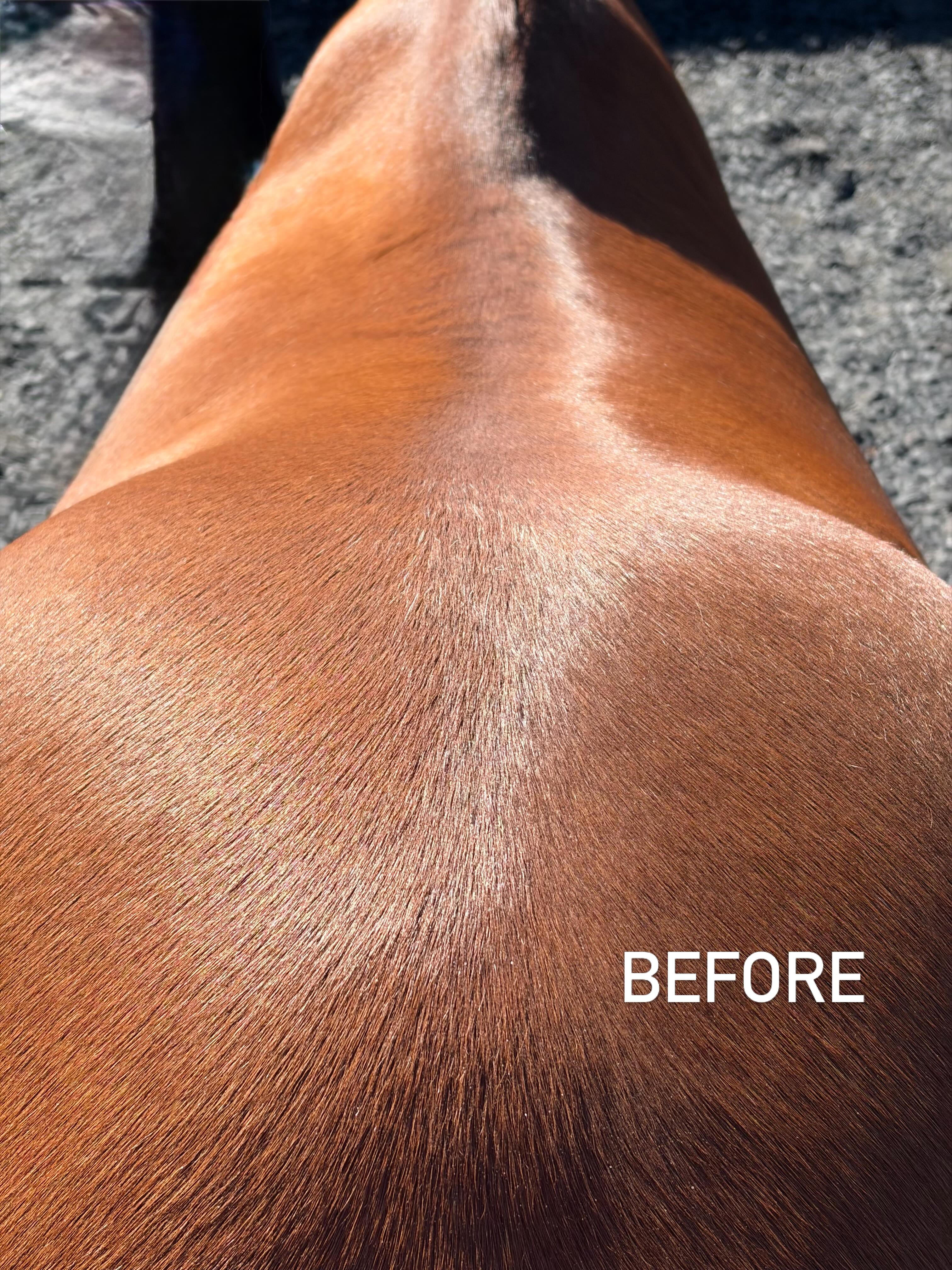 Vertebral alignment is so important for a happy horse. Check out Murphy’s tension pattern and how cranial sacral therapy can improve vertebral alignment.
#cranialsacraltherapy #equinemassage #equinebodywork #woofandhoofwellness