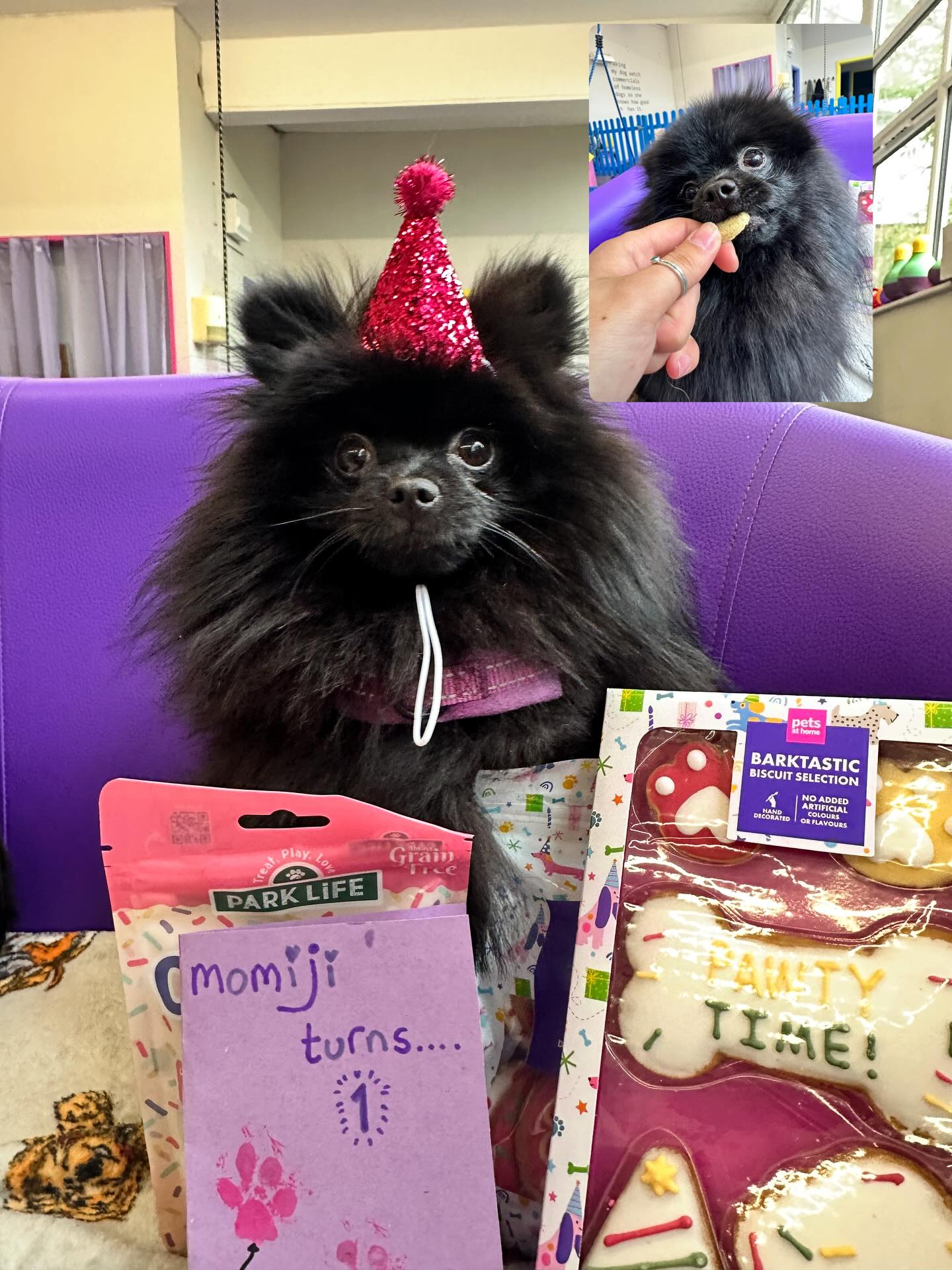 Happy 1st Biryhday Momiji π @lottie_qt she had the best birthday in daycare π₯°π€ #doggydaycare #dogpawrty #stocktonheath