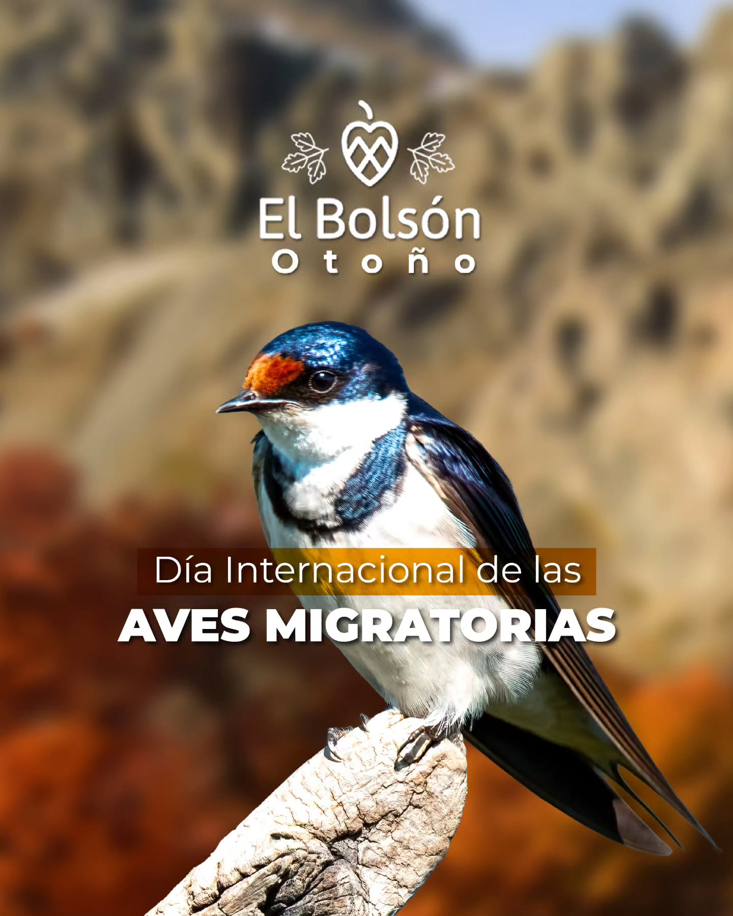 ✨ Hay aves que recorren miles de kilómetros… y hacen una pausa en paisajes como los nuestros 🐦🌿
En el Día Mundial de las Aves Migratorias, celebramos esos viajes que conectan cielos, estaciones y naturaleza.
¿Ya viste alguna ave migratoria en la zona? 👀✨
#DíaMundialDeLasAvesMigratorias #ElBolson #Patagonia #Birdwatching #NaturalezaArgentina