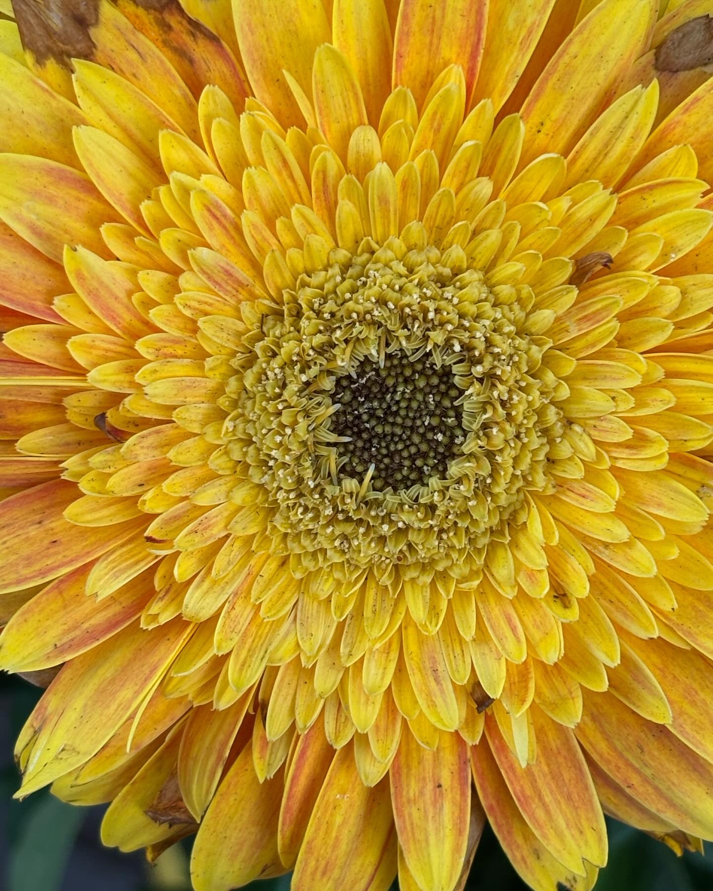 The Transvaal daisy Gerbera jamesonii
