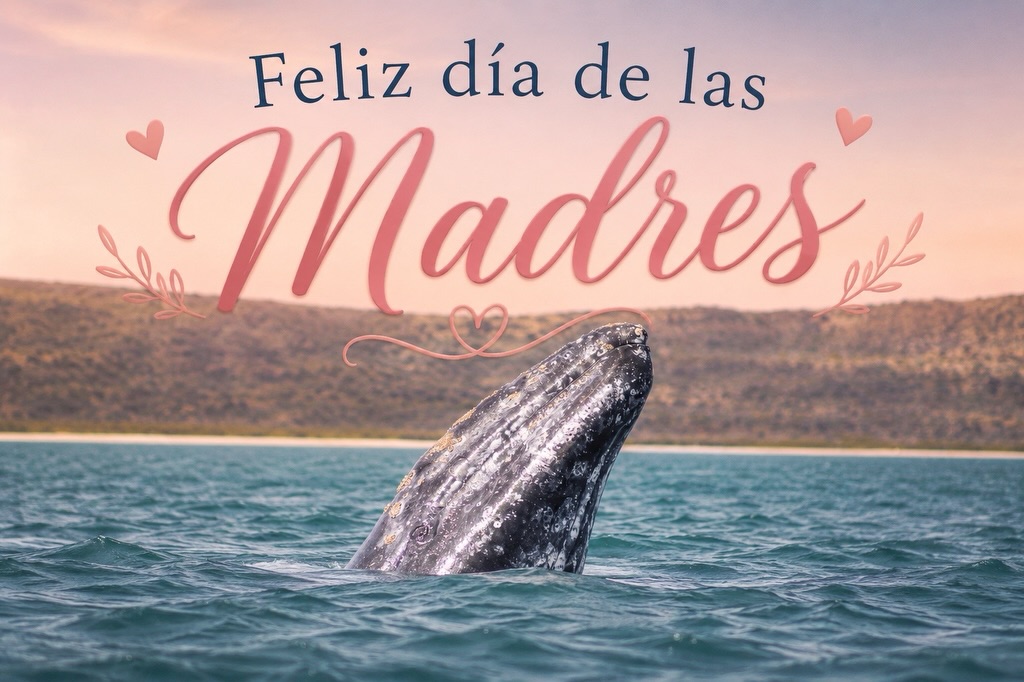 🌊🐋 Feliz Día de las Madres a todas las mujeres que son fuerza, guía y el corazón de sus familias. 🌿✨
Hoy celebramos ese amor incondicional que acompaña, protege y deja huella para toda la vida. 💙
Desde Bahía Magdalena, les enviamos un abrazo lleno de cariño, admiración y gratitud. ✨🐋