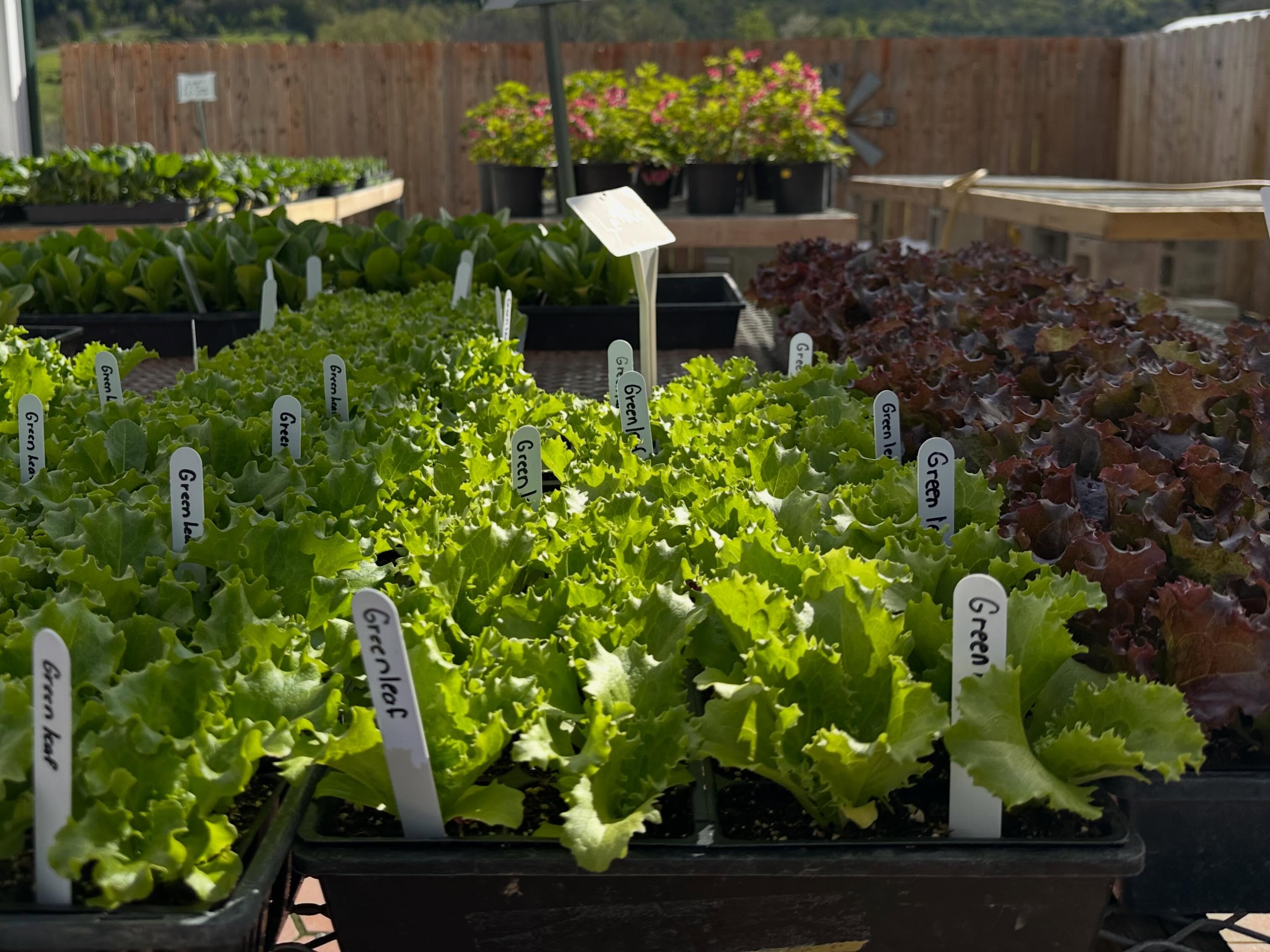 🪴It’s time to grab your vegetable and herb transplants! Stay tuned - we have some new herb varieties this year and we’re excited to share more about them soon!
🗓️ Open daily, 9 a.m. to 5 p.m.
📍4933 NY-145, Cobleskill, NY 12043
#coldspringfarmny #buylocal #herbs #garden #schohariecounty
