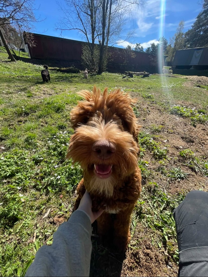 Her er det fullt fres! 🌻🌷🐕
Nyter de deilige dagene, med sol og hygge☀️
#cobberdog #cobberdogsofinstagram