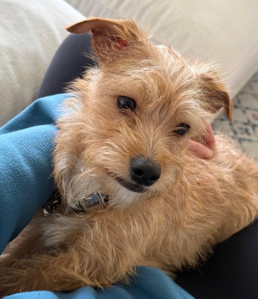 Our adorable little Lucca, 8 months old & weighing just 10 lbs, is ready for his Forever Home.
Our tiny boy is so full of love & has the sweetest personality.. He is good with children and other dogs. π
He is completely medically vetted, vaccinated, 3 & 4DX tested, neutered and microchipped.
Thank you @leahonthemic for your patience & love in fostering Lucca and his sister. We are so grateful for you.
To meet Lucca, submit a Meet n Greet application at: www.almarescue.org
#tinydog #rescuedwithlove #adoptoceanside #adoptdontshop #almarescue