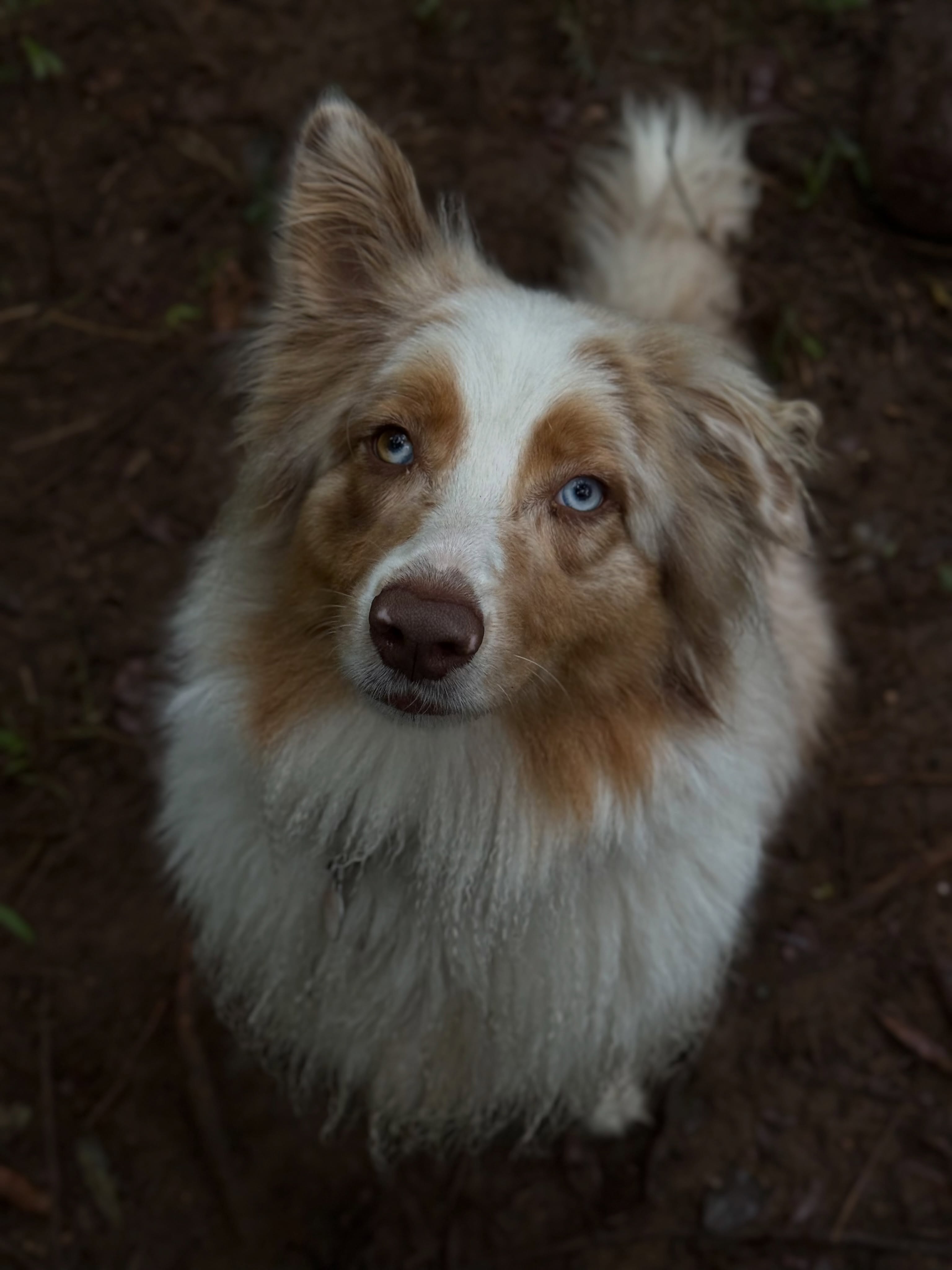 Marley the Aussie Shepherd.
She’s as cheeky as she is beautiful 🙈
#aussieshepherd #australianshepherd #redmerle #redmerleaussie